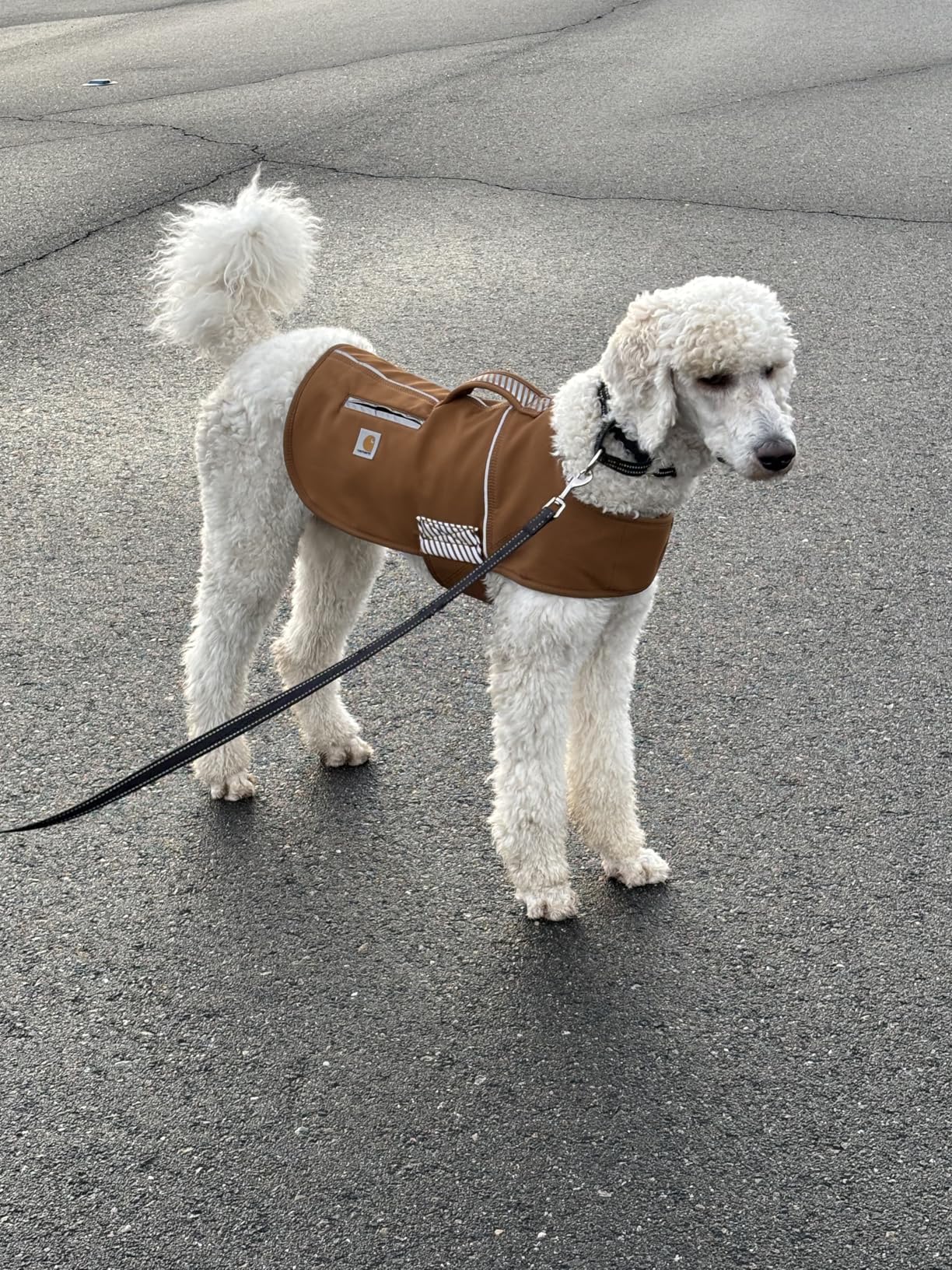 Carhartt Quick Duck Fleece Lined Dog Jac, Water-Repellent Dog Vest, Carhartt Brown, Large customer photo 1