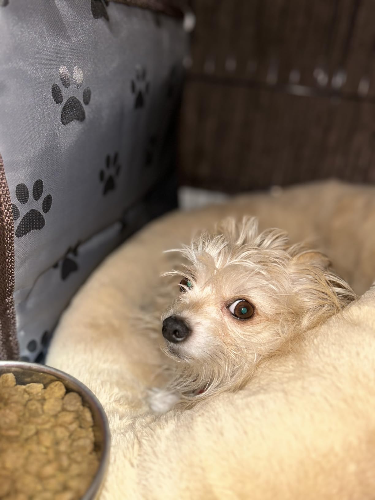 Pet Heating Pad for Large Dogs & Cats - 34