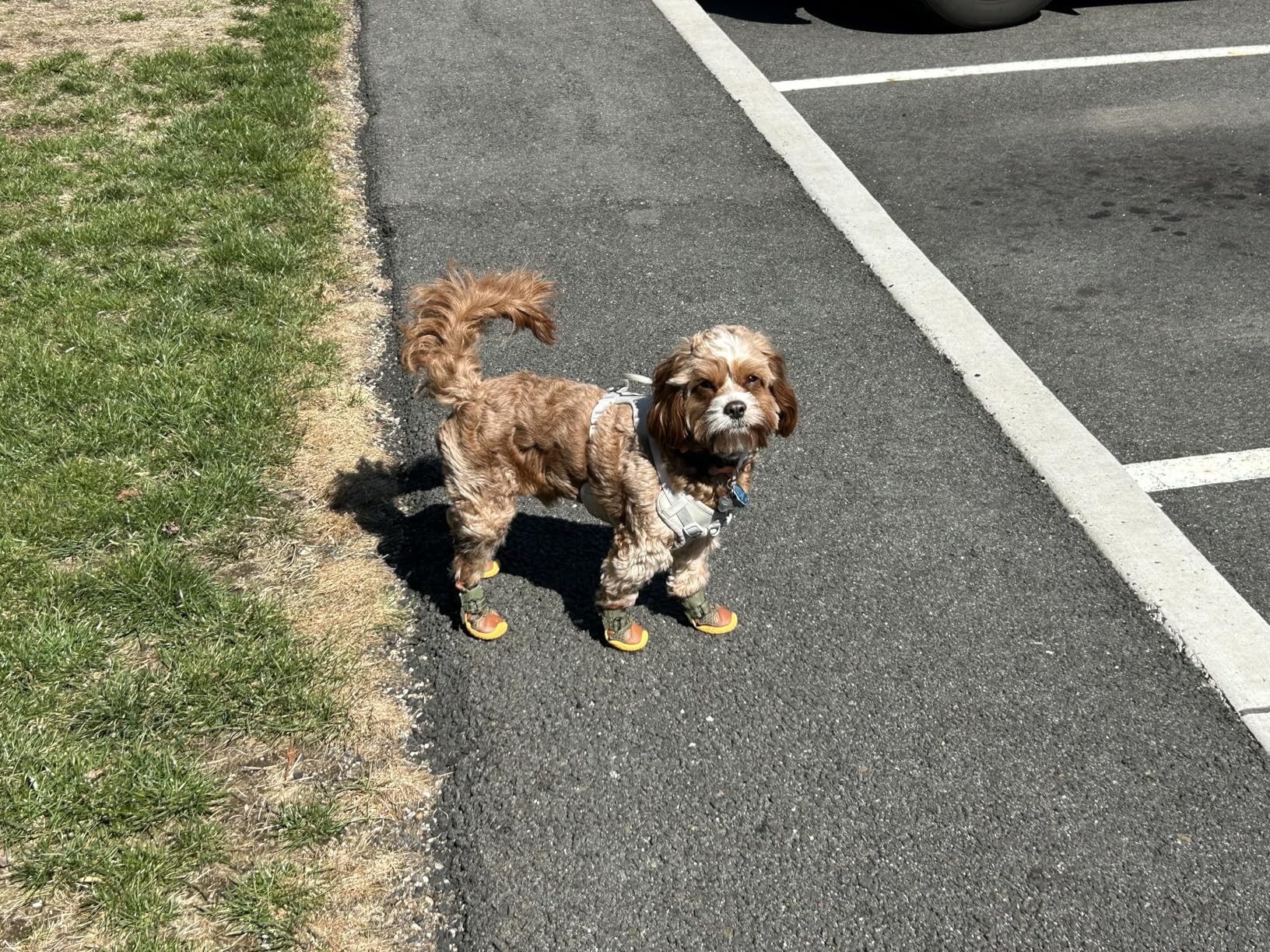 Dog Boots for Large Dogs, Medium Dog Boots & Paw Protectors for Hardwood Floors, Outdoor Dog Booties for Hot Pavement Winter Snow Hiking, Dog Shoes with Reflective Strips customer photo 2
