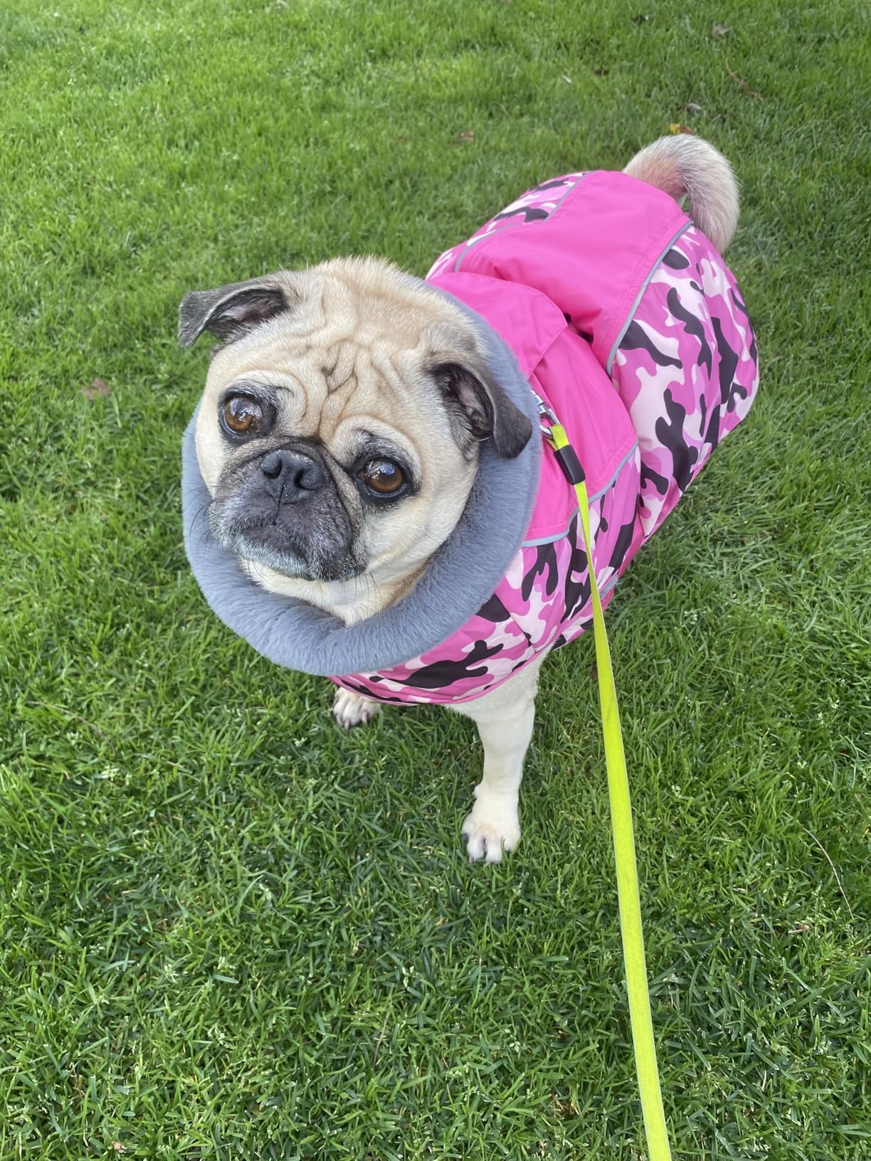 IECOii Extra Warm & Reflective Dog Jacket - Fleece Turtleneck Winter Coat - Adjustable Buckles - Small to Extra Large - Perfect for Cold Weather customer photo 2