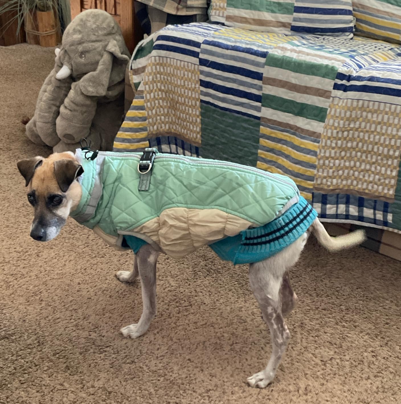 FUAMEY Dog Coat for Small Dogs,Waterproof Dog Winter Jacket with Harness Built in Puppy Cold Weather Coats Reflective Pet Vest with Zipper Warm Fleece Dogs Snowsuit Windproof Red S customer photo 2