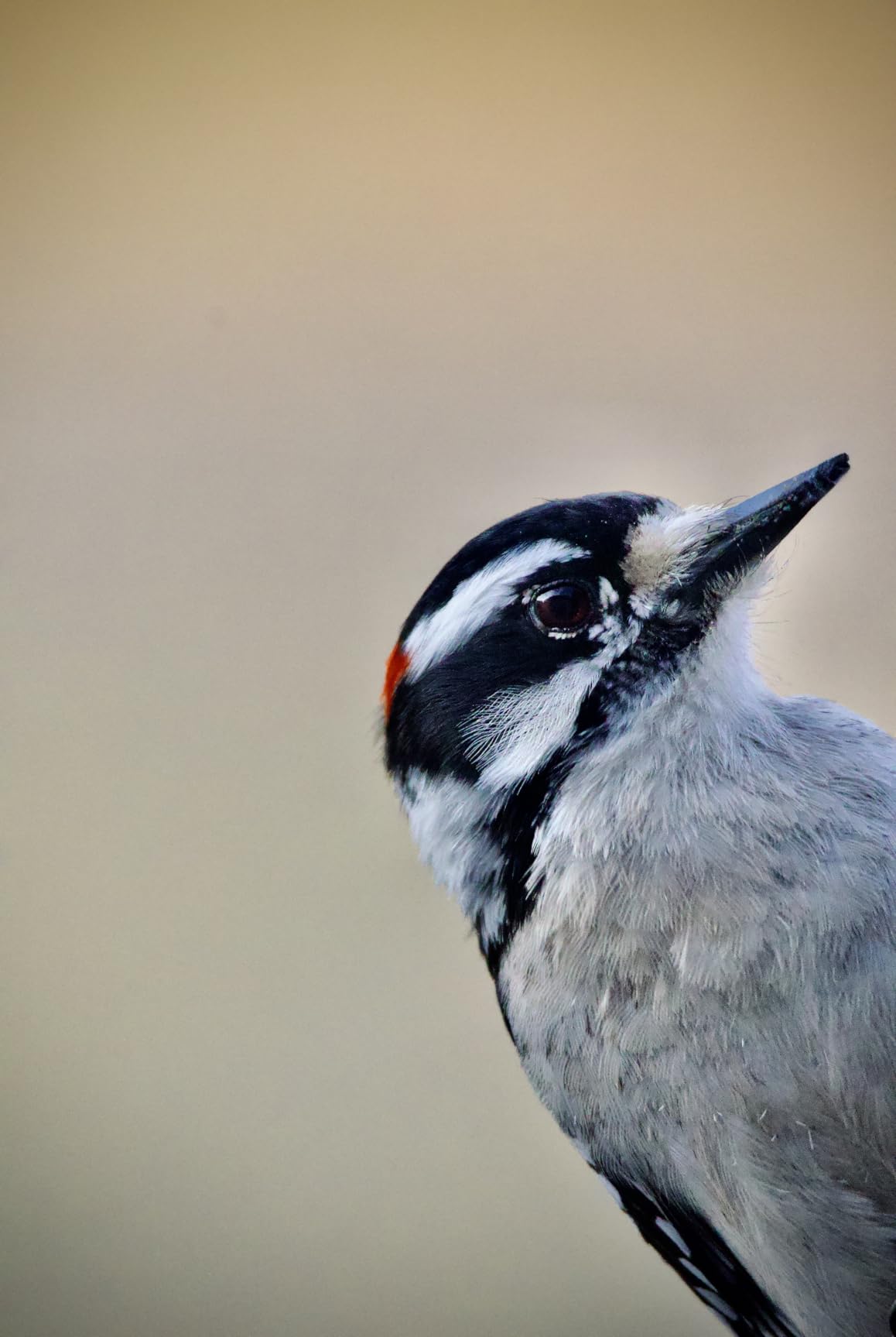 Canon RF100-400mm F5.6-8 is USM Telephoto Lens customer photo 2