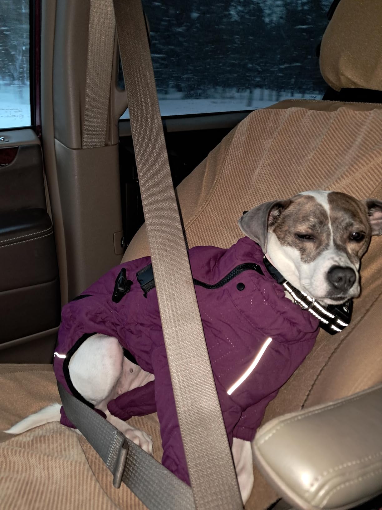 Warm Dog Coat Double Layers Dog Vest, 4 Legs Covered Windproof Waterproof Reflective, Olive S customer photo 1