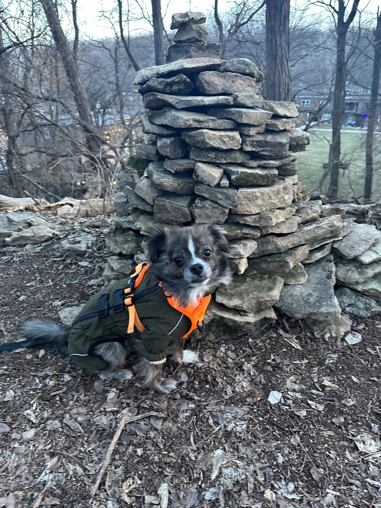 Warm Dog Coat Double Layers Dog Vest, 4 Legs Covered Windproof Waterproof Reflective, Olive S customer photo 2