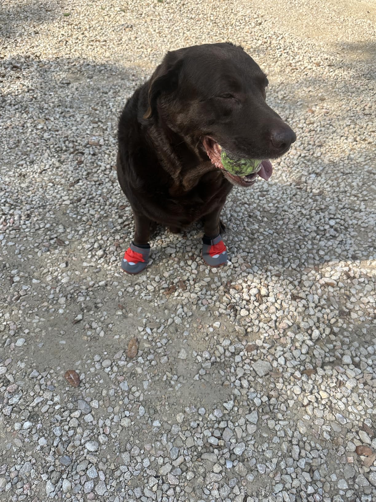 Ruffwear, Grip Trex Dog Shoes, Non-Slip Boots for Hot Pavement & Snow, Weatherproof Paw Protection with Breathable Mesh, Rugged Sole for Hiking customer photo 2