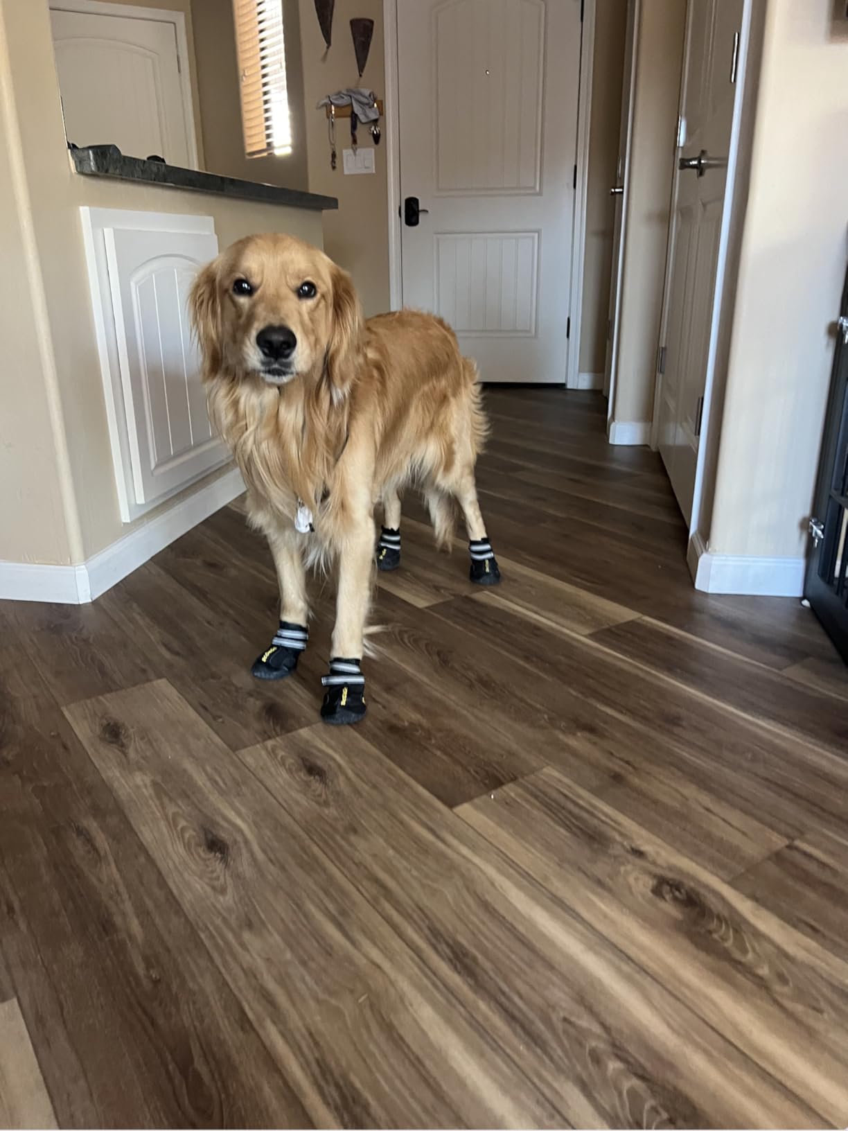 DcOaGt Dog Shoes for Large Dogs, Waterproof Anti-Slip Dog Boots & Paw Protectors for Summer Hot Pavement Winter Snow, Breathable and Reflective Dog Booties for Hiking/Walking/Outdoor/Floor customer photo 2