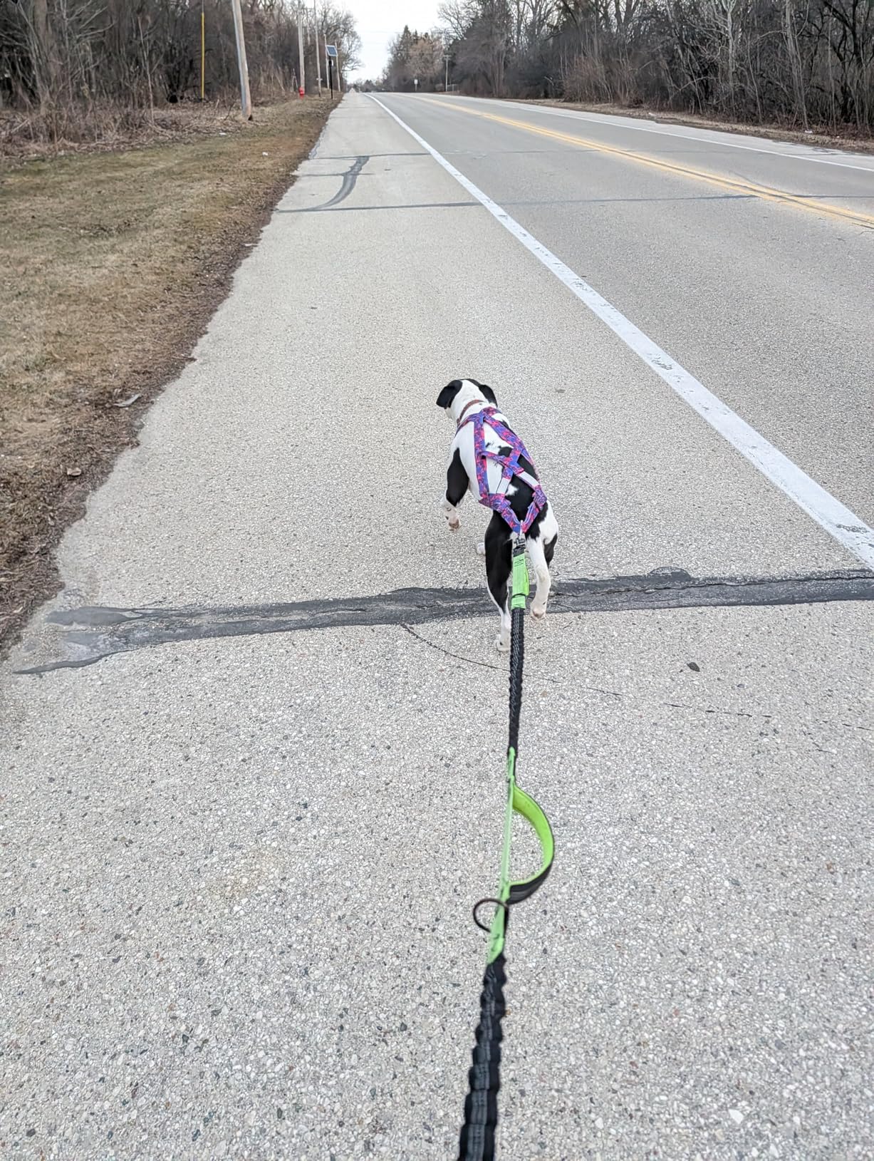 PET ARTIST Dog Weight Pulling Harness,Speed Training,Work Out Dog Sled Harness for Medium,Large Dogs,Pink,L customer photo 1