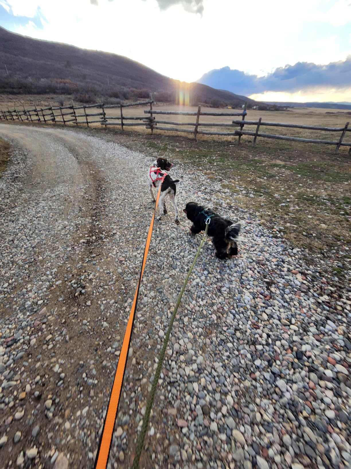 Non-stop dogwear Bungee Leash Elastic Dog Leash for Sports Like Running, Biking and Skiing with Dogs, Black/Orange, Size 2.0 m / 23 mm customer photo 1