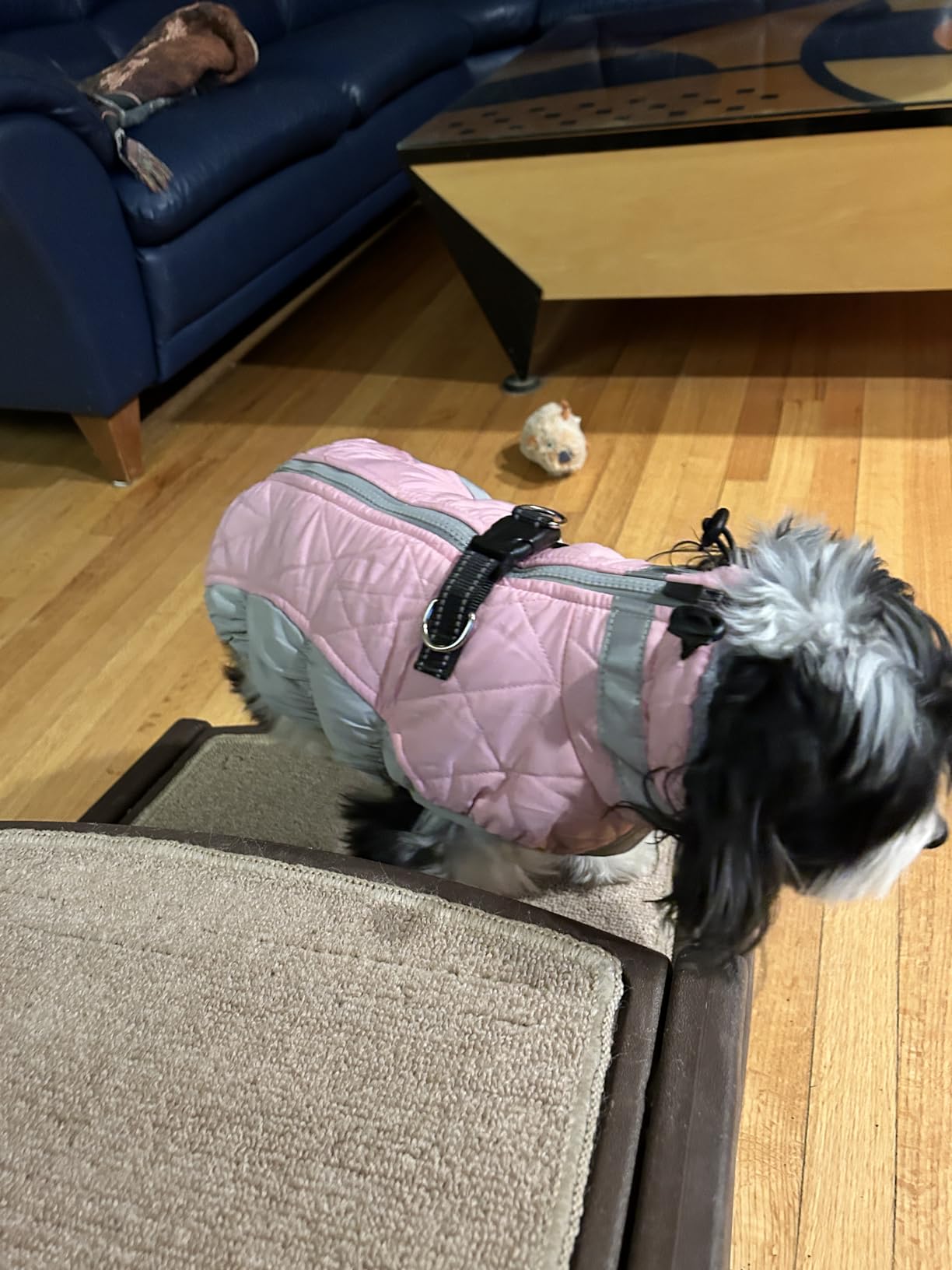 AOFITEE Dog Coat, Warm Dog Winter Coat for Small Dogs, Reflective Turtleneck Dogs Jacket with Harness Built in, Waterproof Windproof Pet Fleece Vest customer photo 2