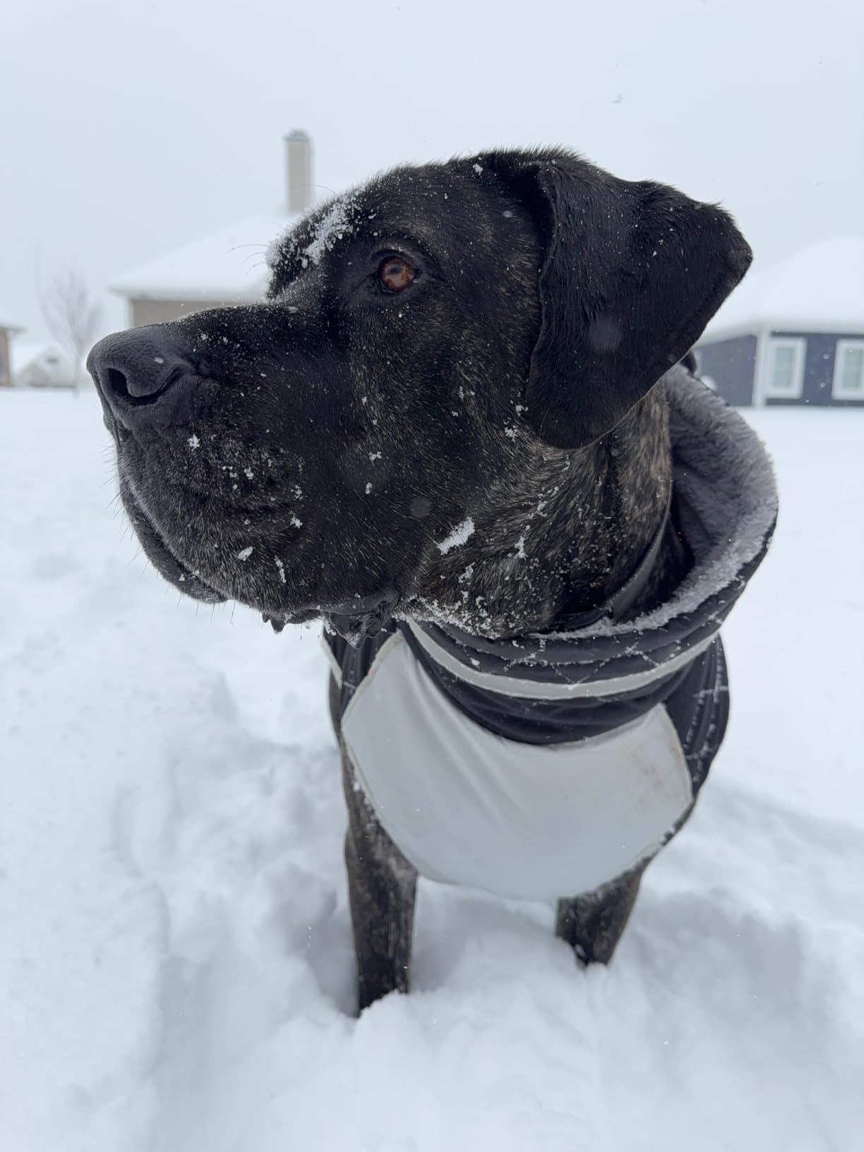 Lelepet Warm Dog Winter Coat Cold Weather Jacket Windproof Reflective Turtleneck Vest with Plush Neckline D-Ring for Leash Thick Fleece Lining Jacket Pet Apparel for Small Medium Large Dogs, XX-Large customer photo 1