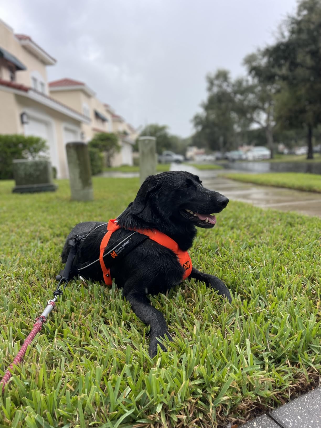 Non-stop dogwear Freemotion Harness 5.0 Dog Pulling Harness for Sports Like Running, Biking and Skiing with Dogs, Professional Adjustable Dog Harness, Orange/Black, Size 5 customer photo 2