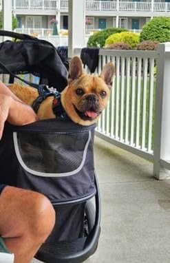 COOPER Dog & Pet Robust Buggy Jogger Holds Up to 70lbs, Easy Fold, Multi-Height Adjustable Soft Touch Handle, Reflective Accents, Mesh Inserts, Zippered Exits, Storage Basket customer photo 1