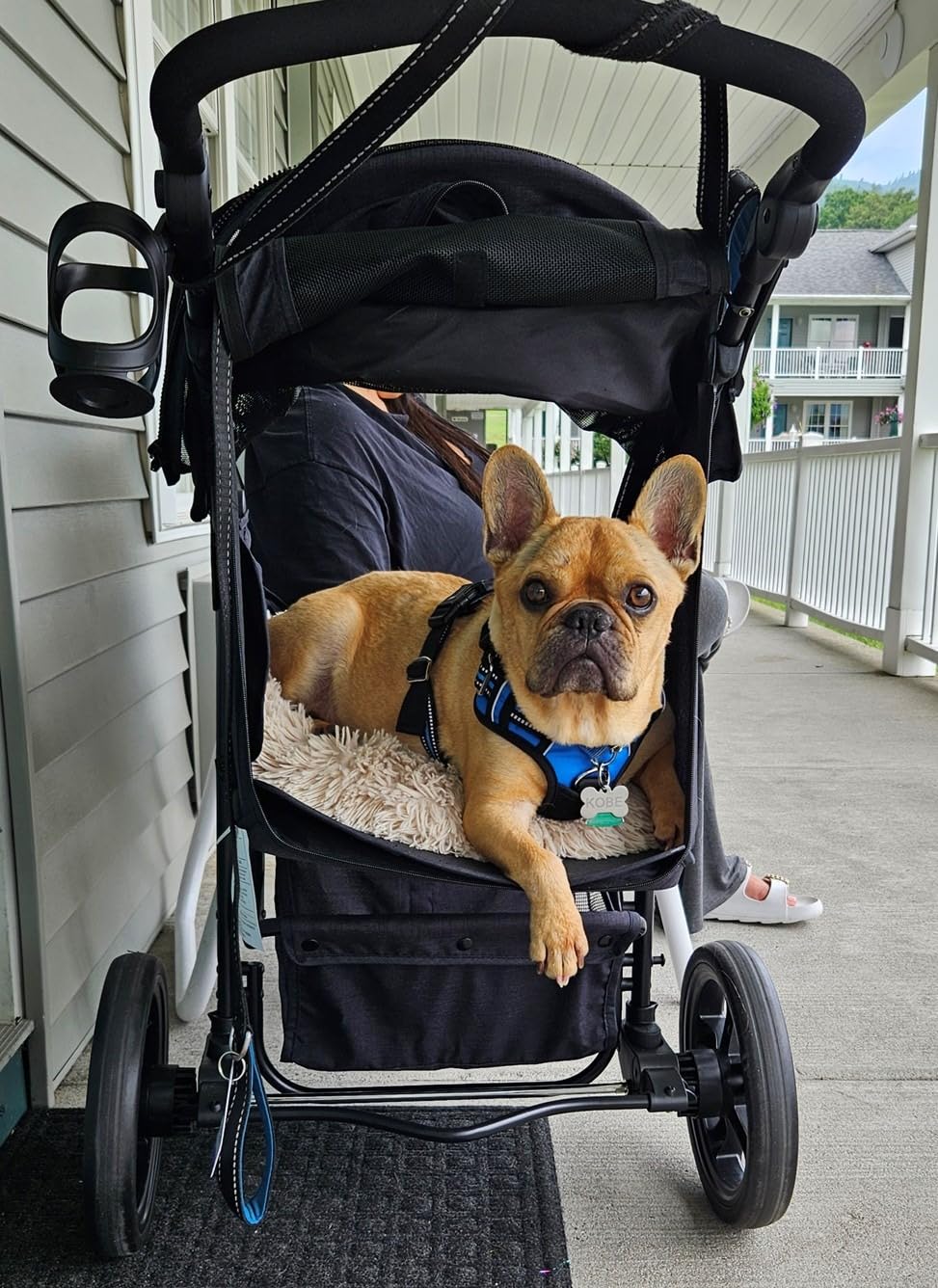COOPER Dog & Pet Robust Buggy Jogger Holds Up to 70lbs, Easy Fold, Multi-Height Adjustable Soft Touch Handle, Reflective Accents, Mesh Inserts, Zippered Exits, Storage Basket customer photo 2