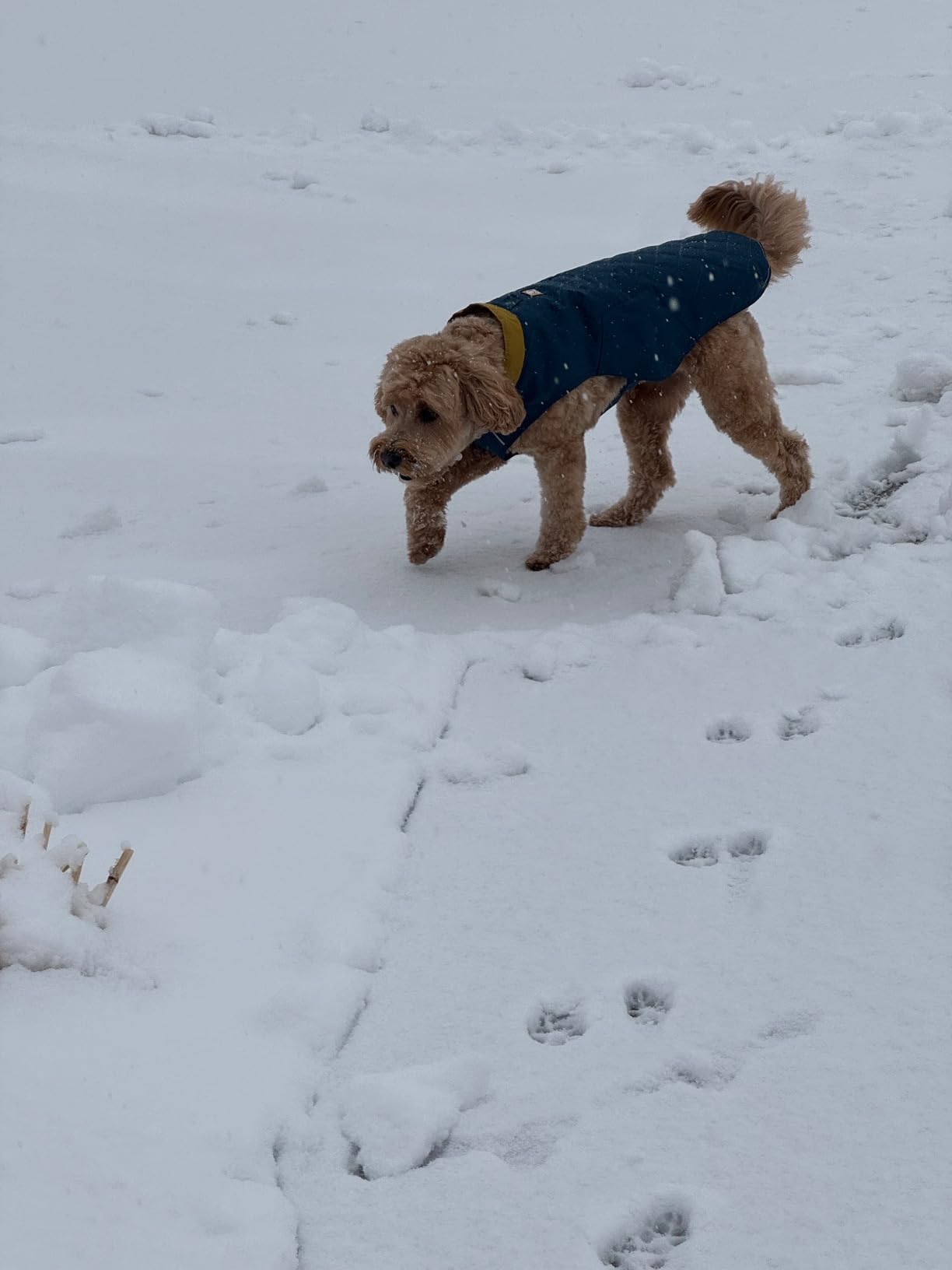 Ruffwear Stumptown Quilted Dog Jacket, Insulated Water-Resistant Winter Coat with Reflective Trim & Leash Portal, Easy On/Off Buckles, Durable 300D Ripstop Cold-Weather Layer, Orion Blue, Large customer photo 1