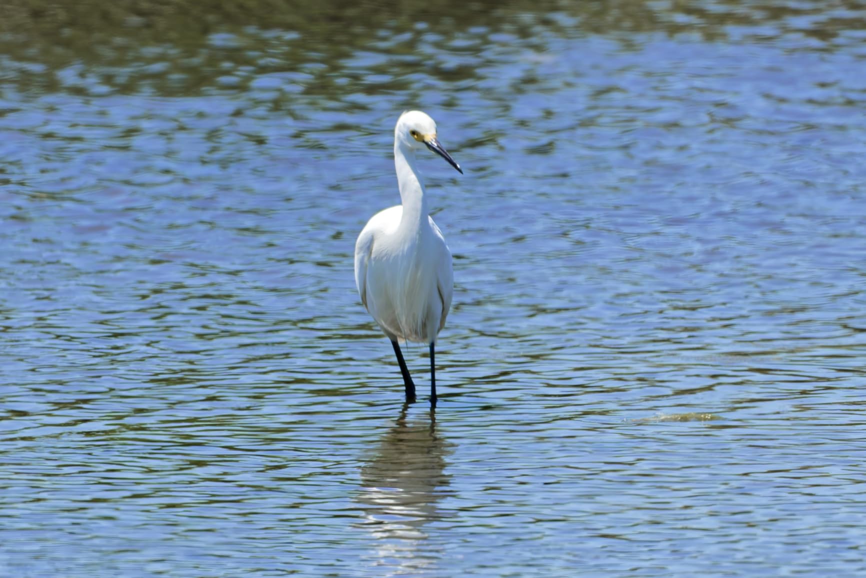 NIKKOR Z 180-600mm f/5.6-6.3 VR customer photo 1