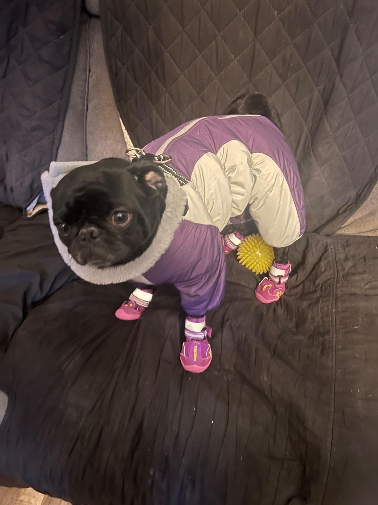 Full Body Dog Coat - Warm Fleece Jacket for Small Dogs, Turtleneck Winter Coats with Harness, Reflective Dog Snowsuit Windproof Puffer Jackets with Legs for Pug, Jack Russel, Hot Pink S customer photo 1