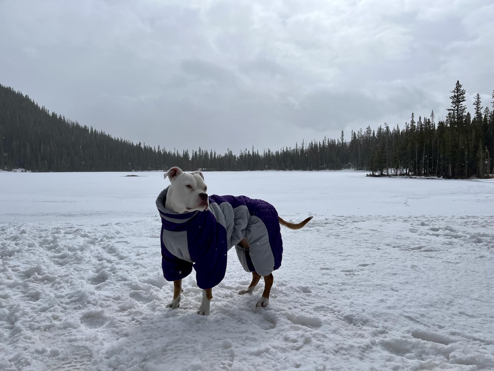 AOFITEE Fullbody Dog Coat Warm Fleece Dog Jacket, Windproof Dogs Winter Coat with Harness Built in, Reflective Turtleneck Dogs Snowsuit Puffer Jacket customer photo 1
