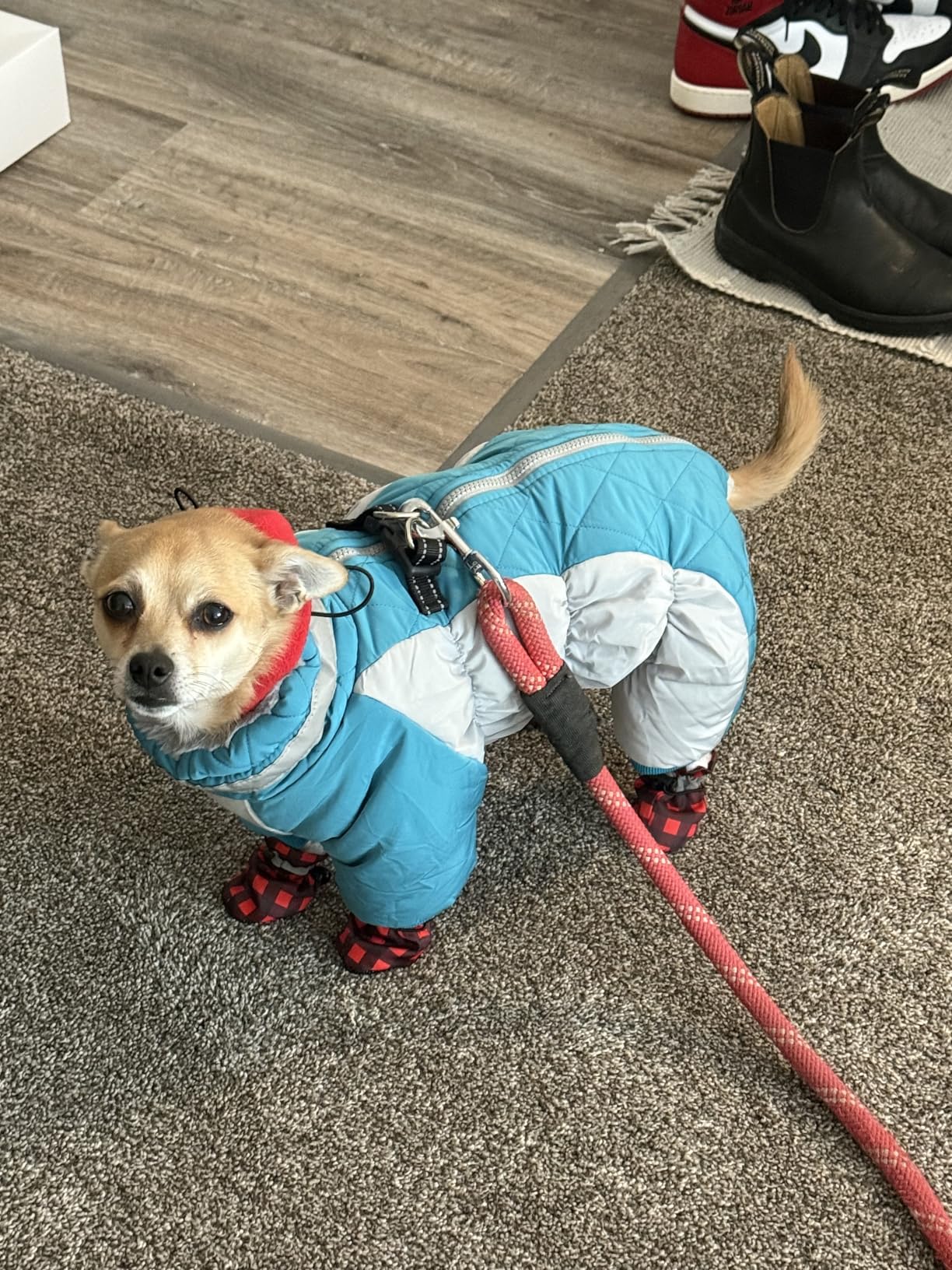 AOFITEE Fullbody Dog Coat Warm Fleece Dog Jacket, Windproof Dogs Winter Coat with Harness Built in, Reflective Turtleneck Dogs Snowsuit Puffer Jacket customer photo 2