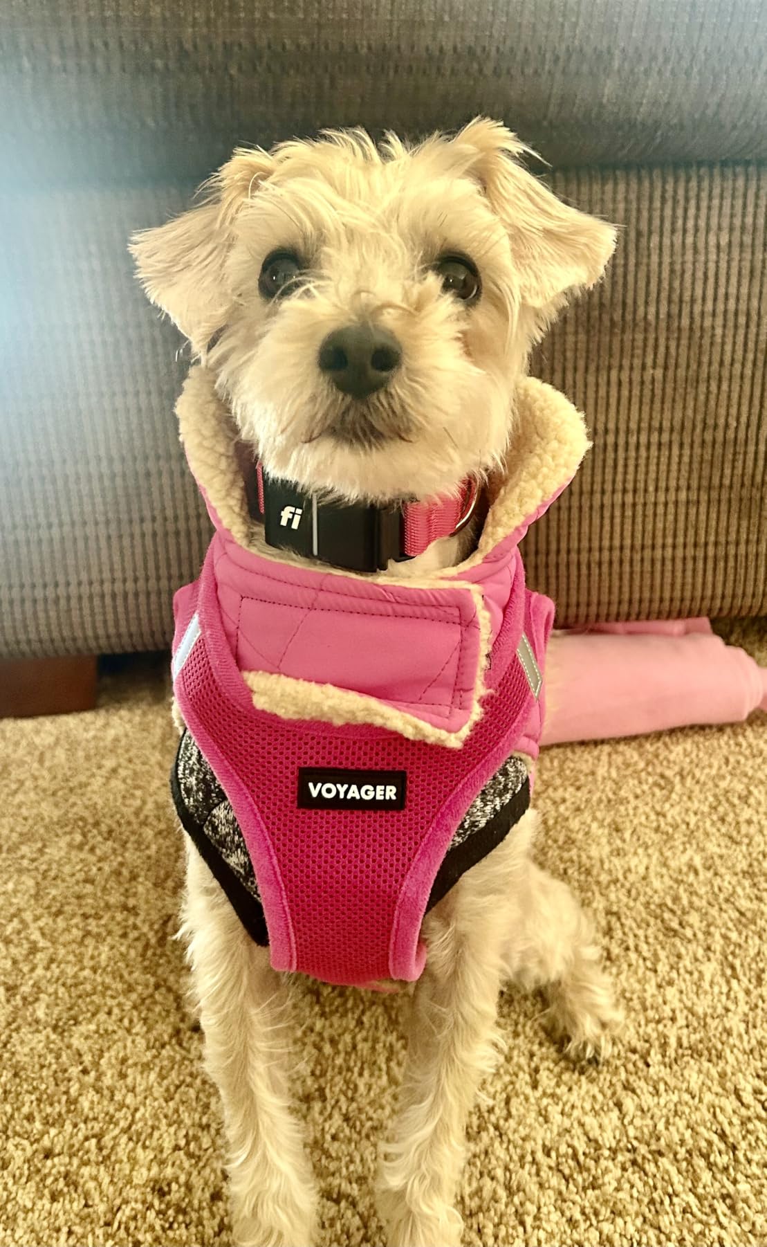 Queenmore Dog Winter Coat - Fleece Jacket, Waterproof Cold Weather Dog Clothes, Thick Warm Cotton Padding, Easy On Storage Pockets customer photo 1