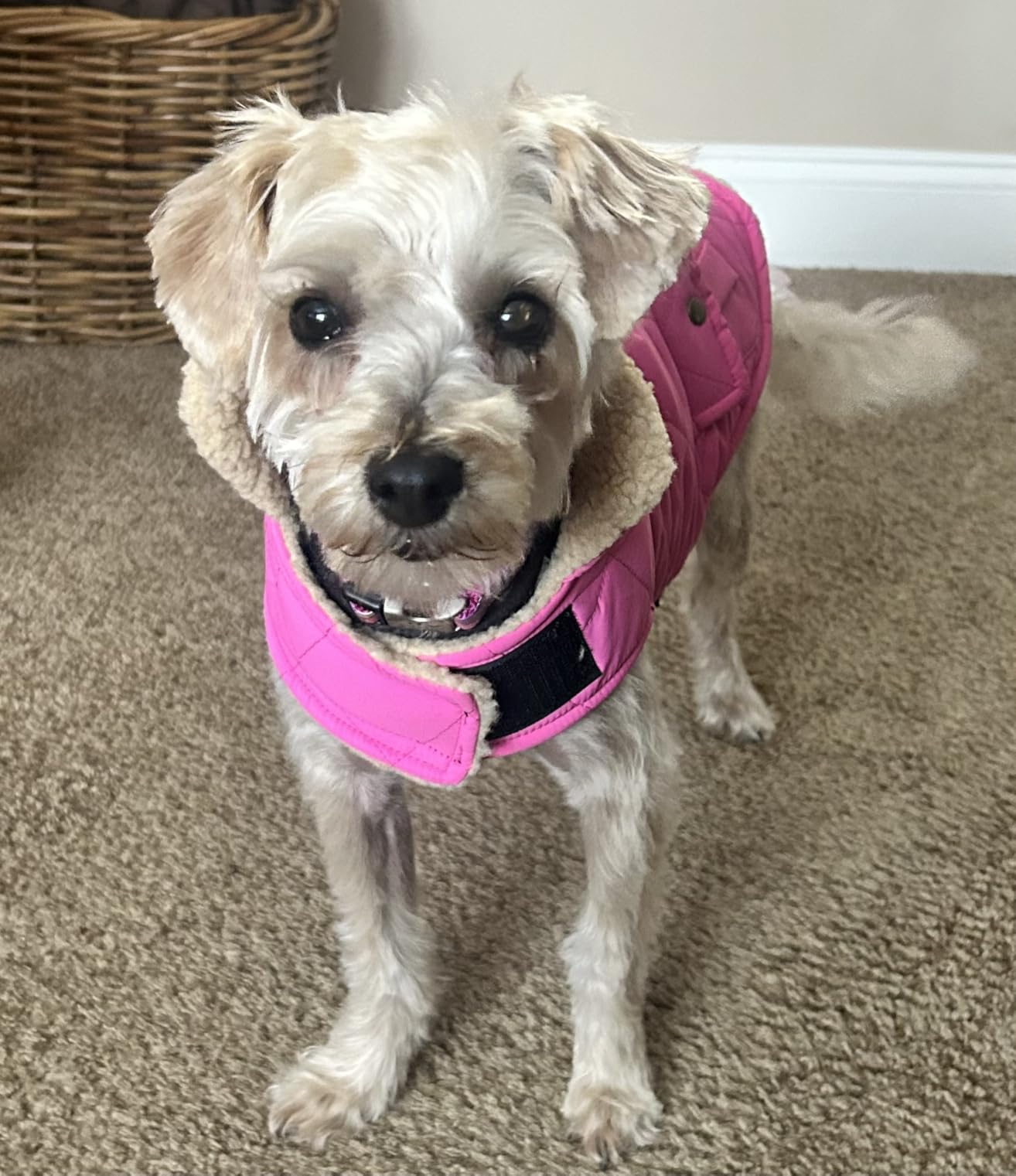 Queenmore Dog Winter Coat - Fleece Jacket, Waterproof Cold Weather Dog Clothes, Thick Warm Cotton Padding, Easy On Storage Pockets customer photo 2