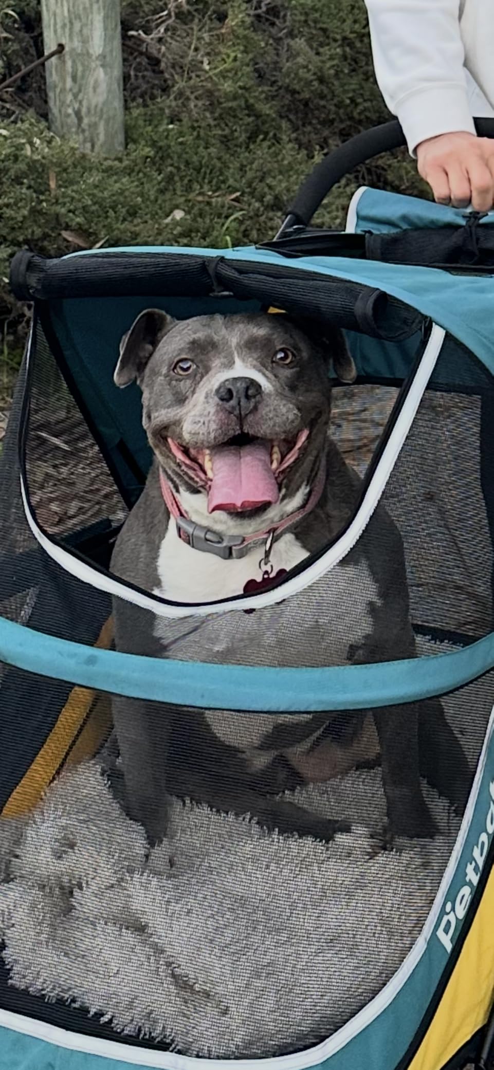 Petbobi Dog Stroller for Large & Medium Dogs - Easy Fold Dual Entry Pet Stroller with One-Foot Brake, All Terrain Wagon Cart with Air Mesh, Ideal for Large Senior Pets up to 80 lbs customer photo 1