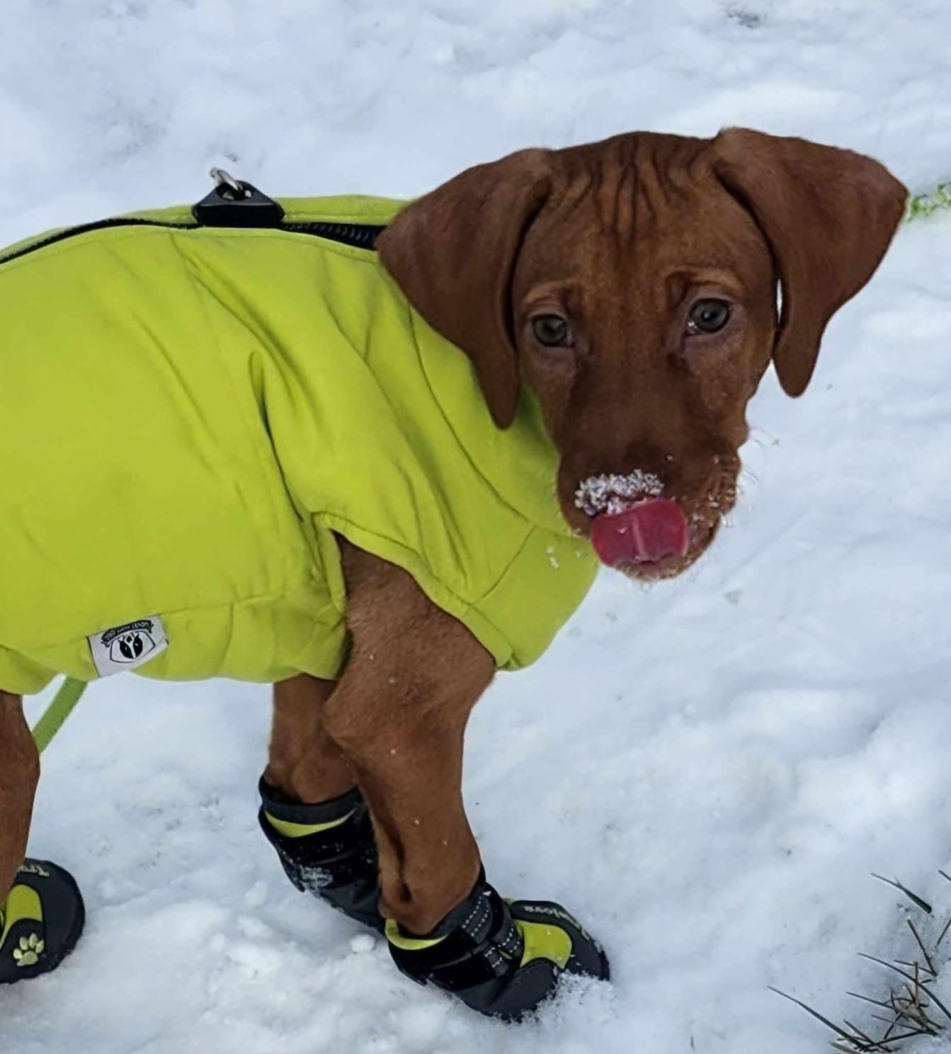 Truelove Dog Boots, Waterproof Pet Shoes with Reflective Straps for Paw Protectors, Small Medium Large Dog, Summer Winter Snow Outdoor Walking customer photo 1