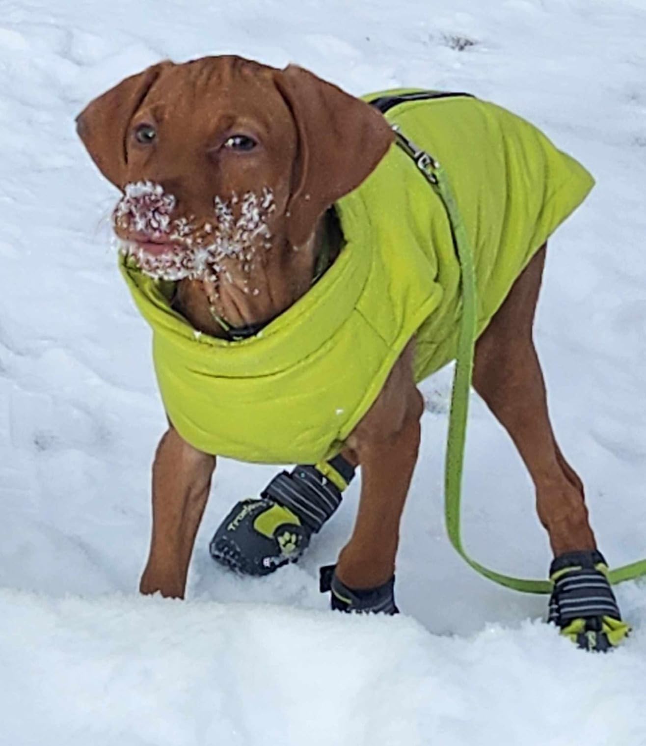 Truelove Dog Boots, Waterproof Pet Shoes with Reflective Straps for Paw Protectors, Small Medium Large Dog, Summer Winter Snow Outdoor Walking customer photo 2