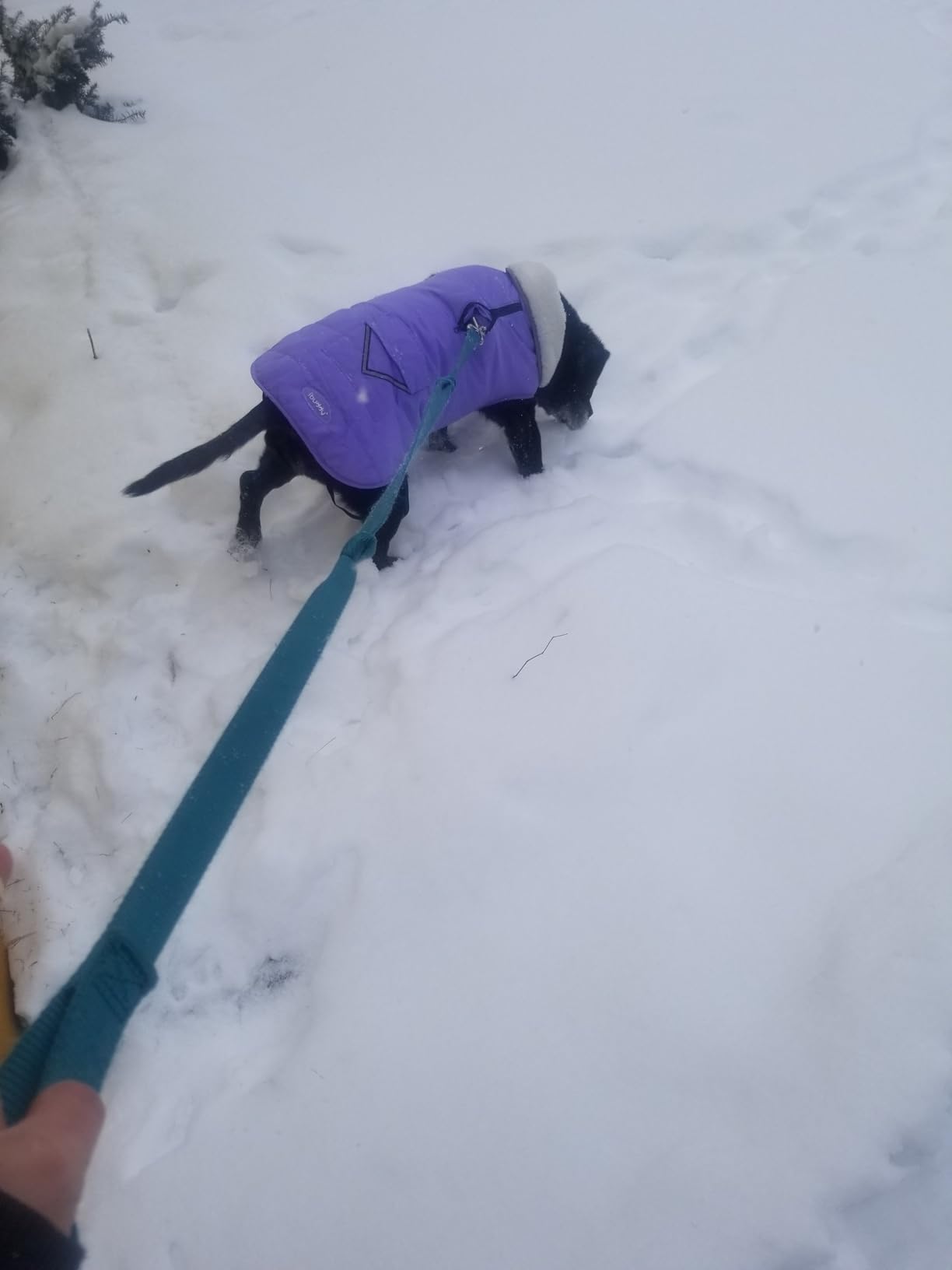 Dog Winter Coat for Large Dogs, Easy on Dog Snow Coat Velcro Waterproof Pet Puffer Jacket with Harness Hole Adjustable Reflective Quilted Pet Cold Weather Vest Wind-Poof for Pitbull Boy Girl customer photo 1