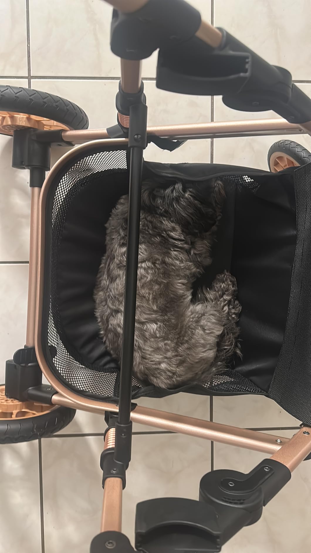 Bicystar Pet Stroller for Medium Dogs, Smooth-Ride Dog Stroller with Detachable Carrier, Rubber Wheels, Car Seat Combo 3-in-1, Up to 50 lbs, for Senior Dogs & Cats customer photo 2