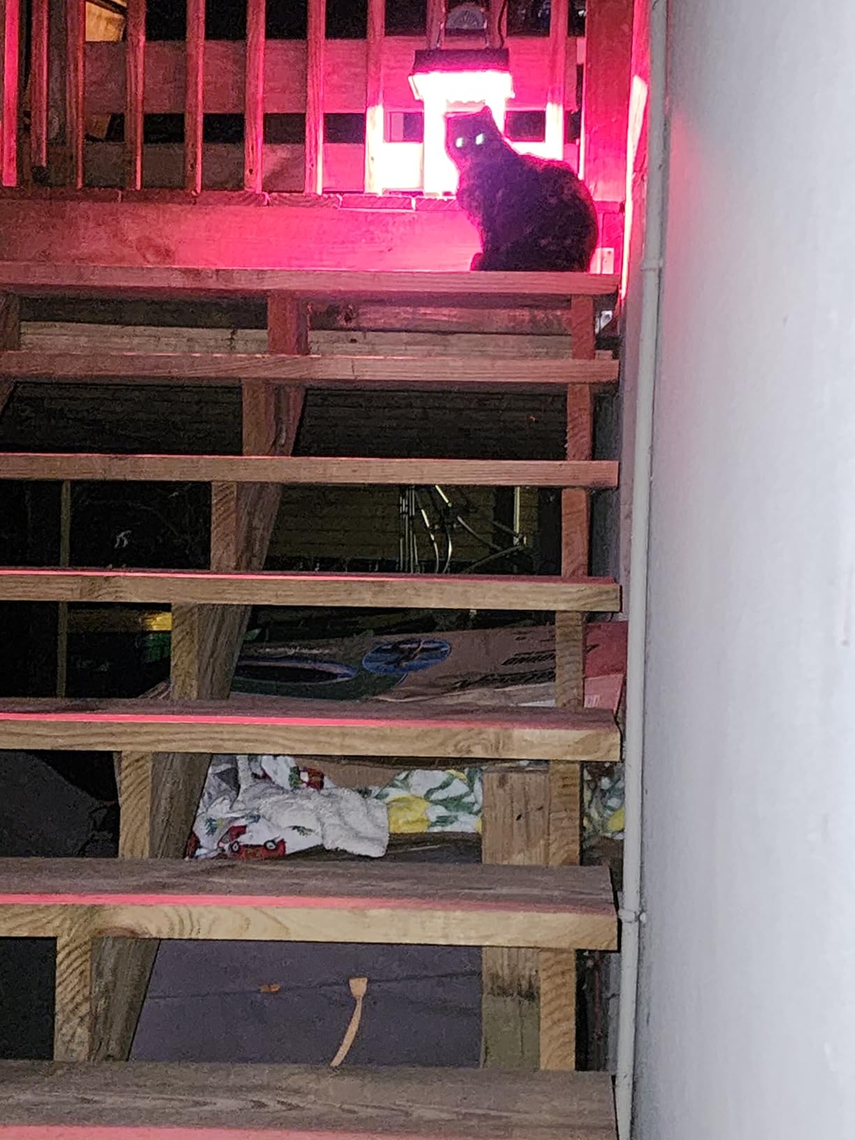 Heat Lamp for Chickens, 250W Chicken Heat Lamp, Brooder Heater for Chicks, Hanging Light Heated Adjustable Temp & Height, with Anti-Fall Aluminum Alloy Lamp Shade, for Chick, Ducks, Poultry customer photo 1