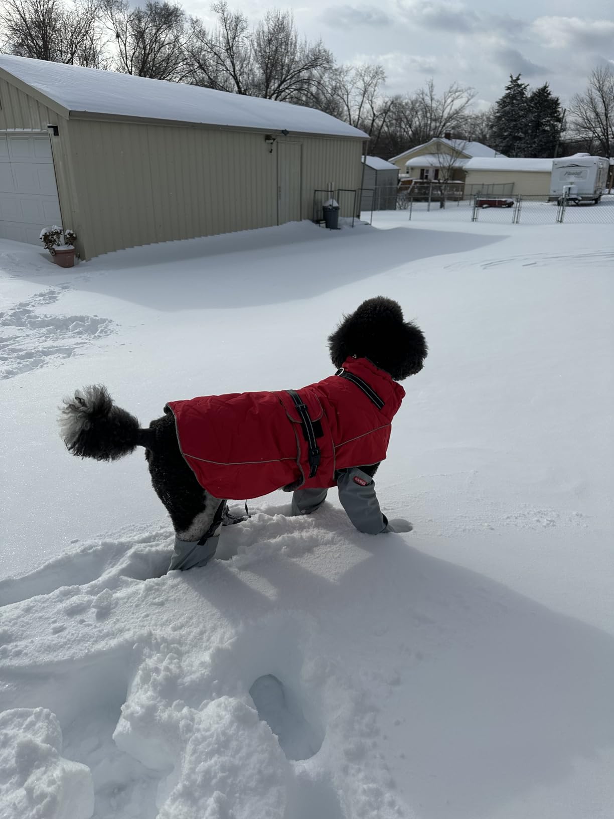 QBLEEV Warm Dog Jacket - Reflective, Adjustable Winter Coat with Turtleneck for Cold Weather, Waterproof Fleece Snowsuit customer photo 1