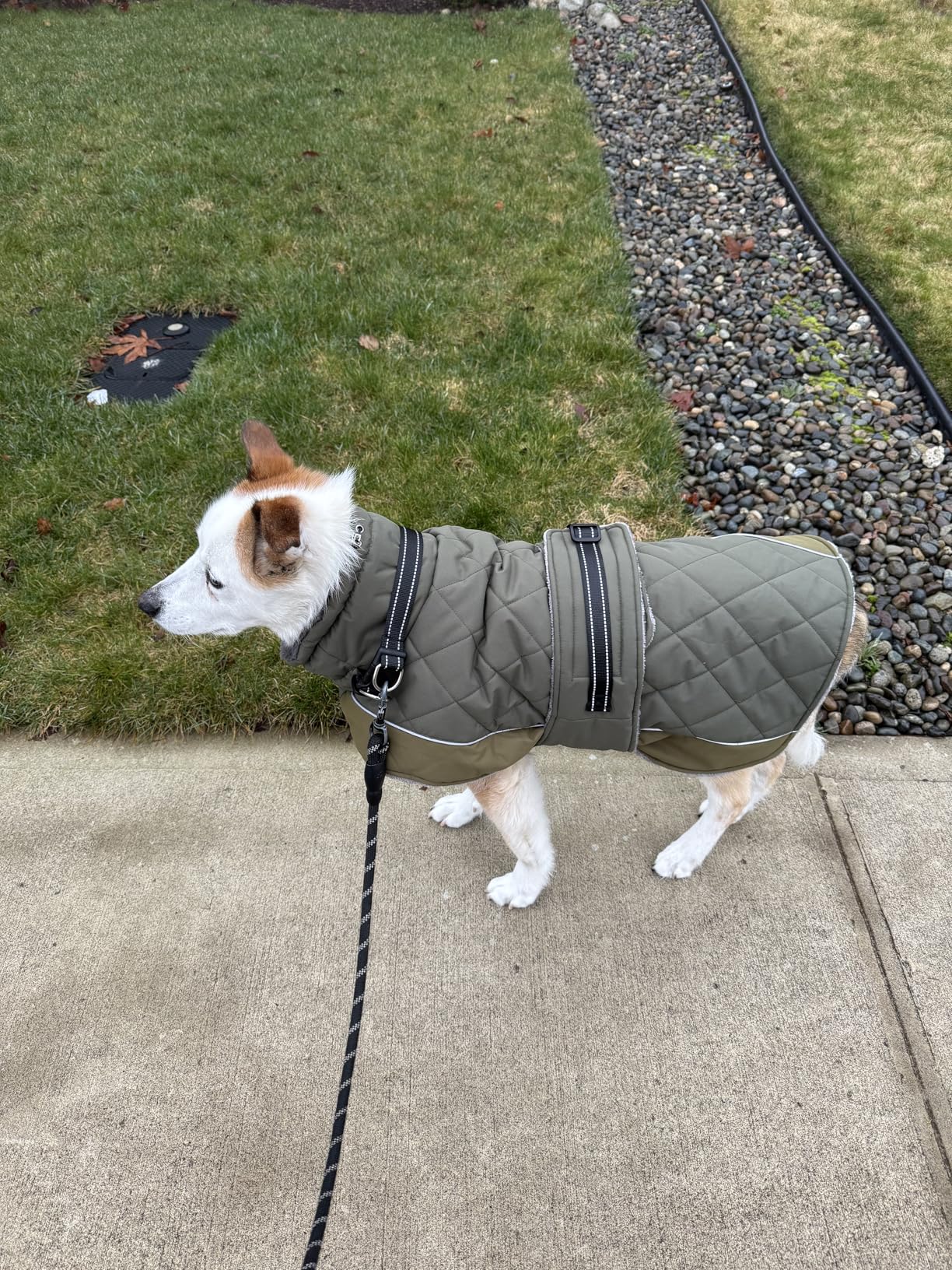 QBLEEV Warm Dog Jacket - Reflective, Adjustable Winter Coat with Turtleneck for Cold Weather, Waterproof Fleece Snowsuit customer photo 2