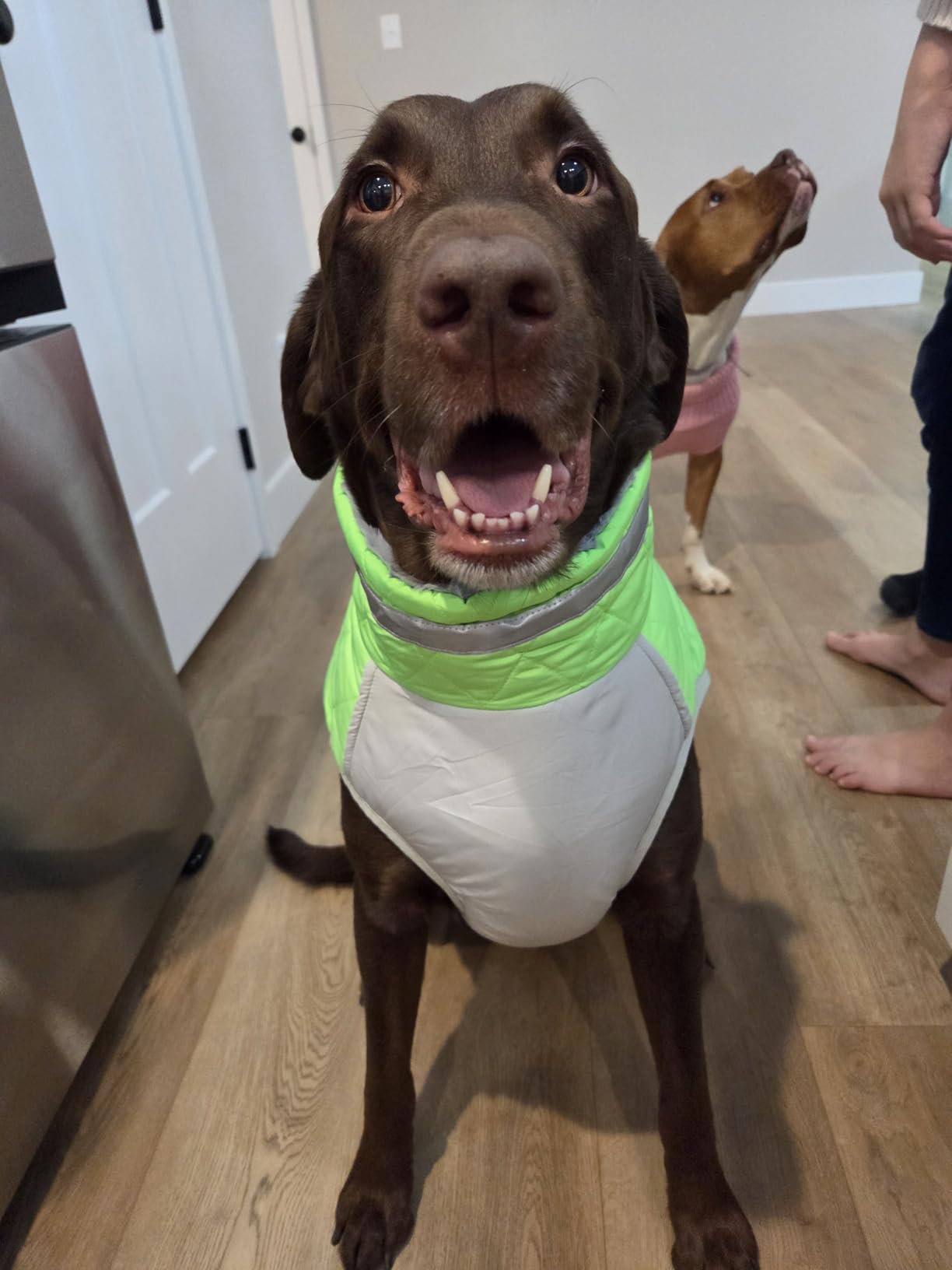 Dog Jackets for Medium Dogs, Warm Pet Winter Coat Zip Up Back, Waterproof Dogs Jacket with D-Ring, Pet Cold Weather Coats with Fleece Lined customer photo 2