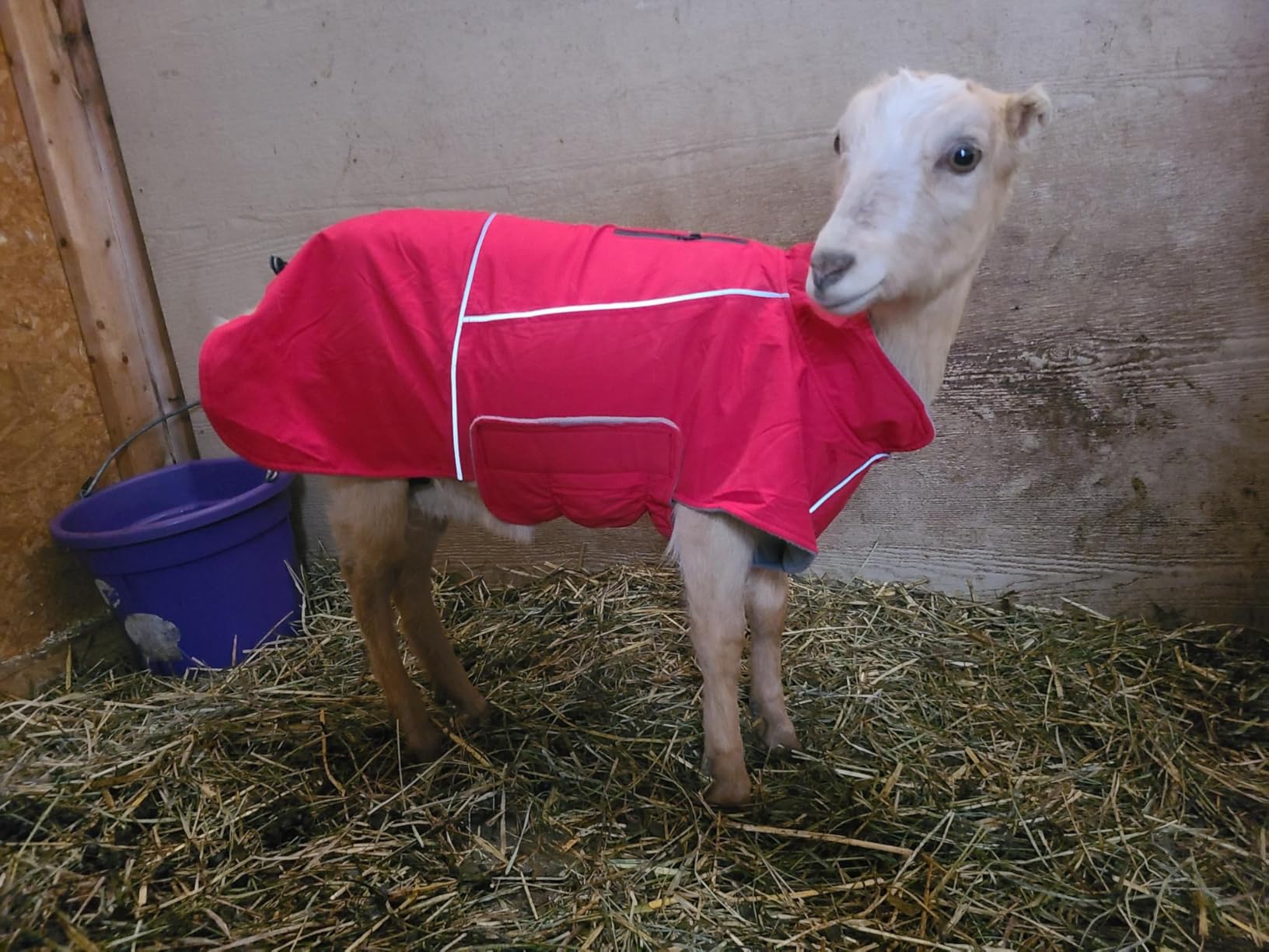 MIGOHI Dog Winter Jacket, Dog Coat Waterproof, 4XL Winter Snow Coat with Fleece Lining for Large Dogs Boys Girls, Snowproof Pet Jacket, Great Dane, Mastiff, Red customer photo 1