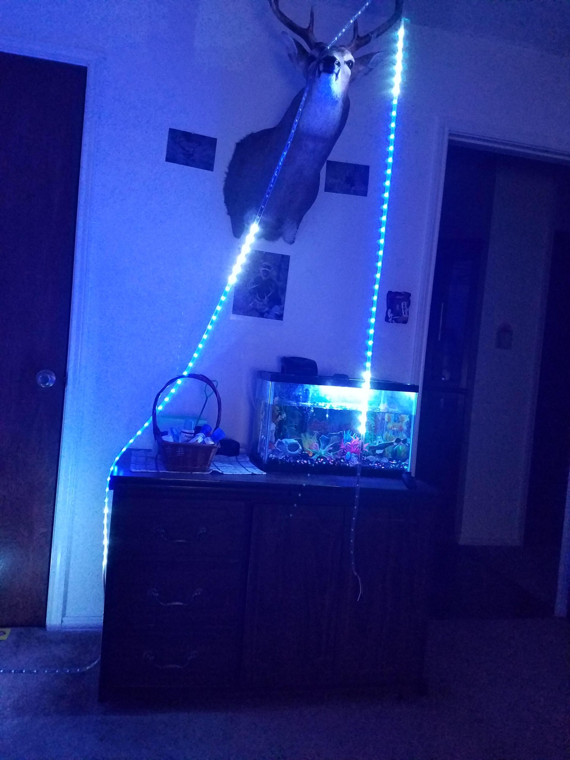 BTF-LIGHTING IP68 Waterproof Outdoor WS2811 RGB IC LED Strip Addressable Dream Color Flexible 5050SMD Light DC12V 16.4ft 60LEDs/m 20Pixels/m Can Work Outdoor Black PCB (No Adapter or Controller) customer photo 2