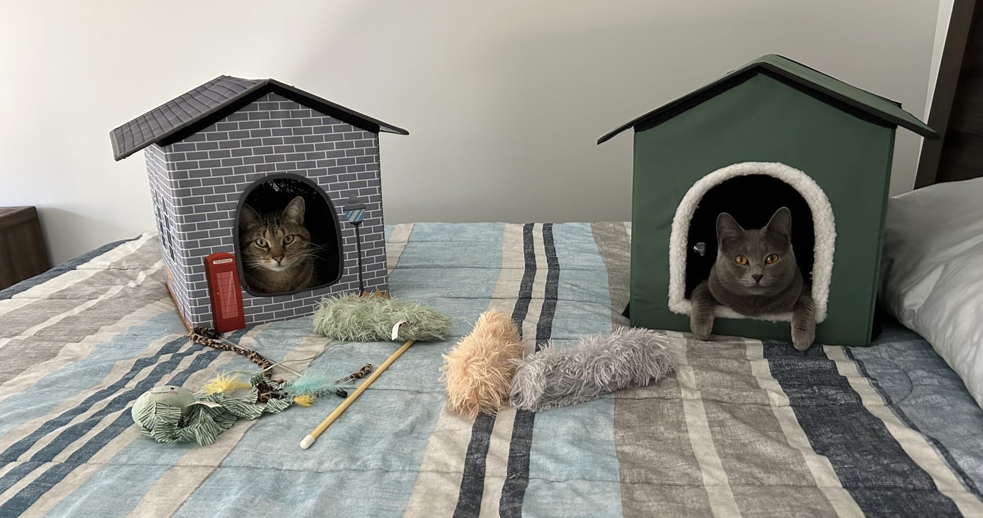 Heated Cat House for Indoor/Outdoor Use, Elevated/Insulated Feral Cat House, Heated Cat Bed with Pets Heating Pad, Warm House for Outside Stray Cats (Green, Medium) customer photo 1