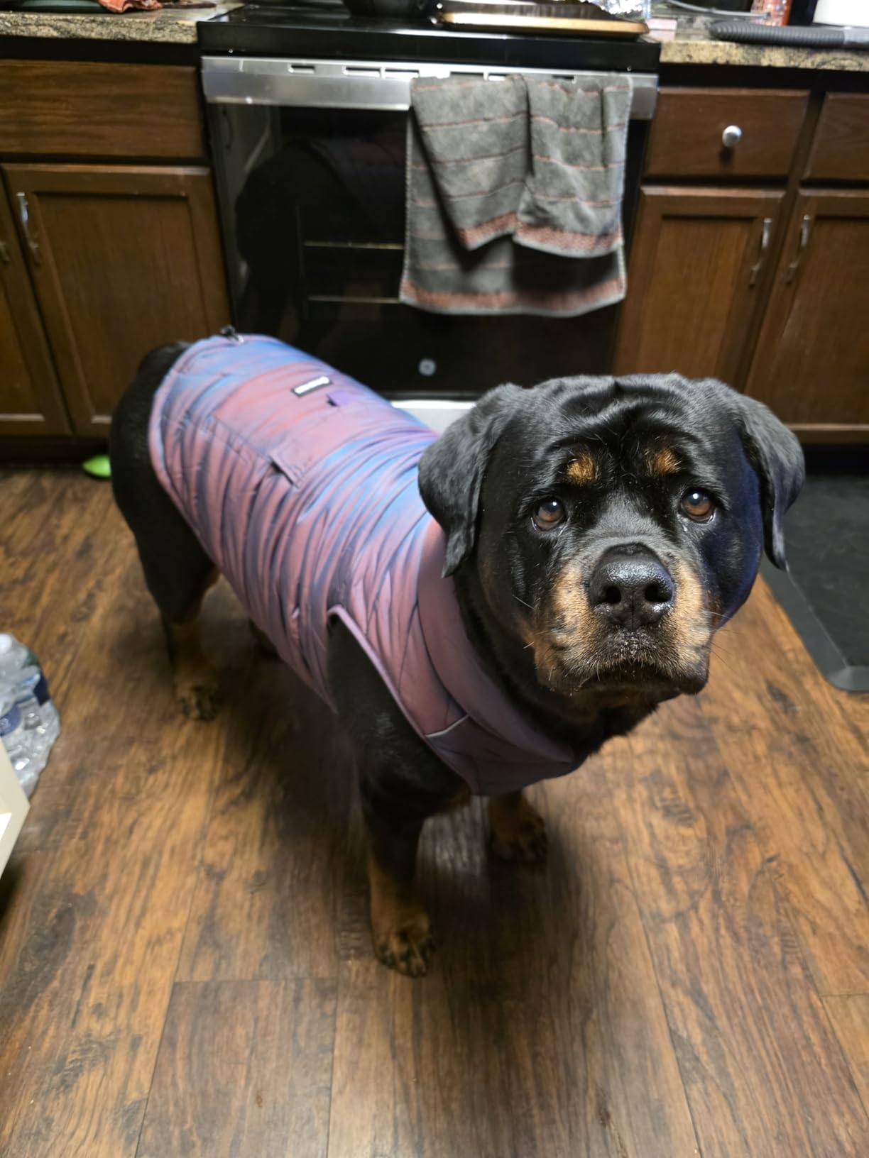 Spark Paws Dog Winter Jacket, Water-Resistant Coat, Warm Reflective Windproof Fleece-Interior, for Medium and Large Dogs customer photo 2