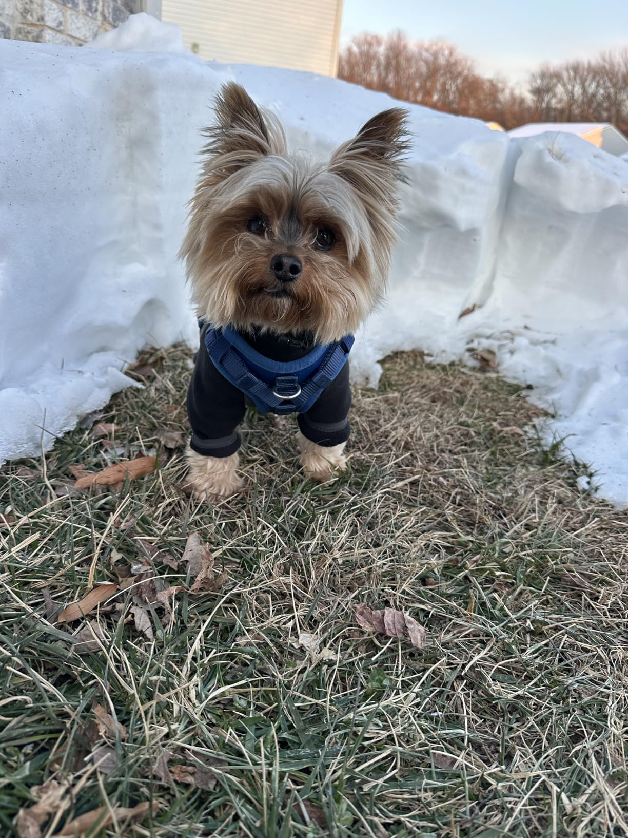 Fleece Dog Coat for Small Medium Dog, Pullover Pajamas Jumpsuit Bodysuit Puppy Coats with Legs, Pet Windproof Warm Cold Weather Jacket Full Body Vest Cozy Snowsuit Outfit Clothes customer photo 1