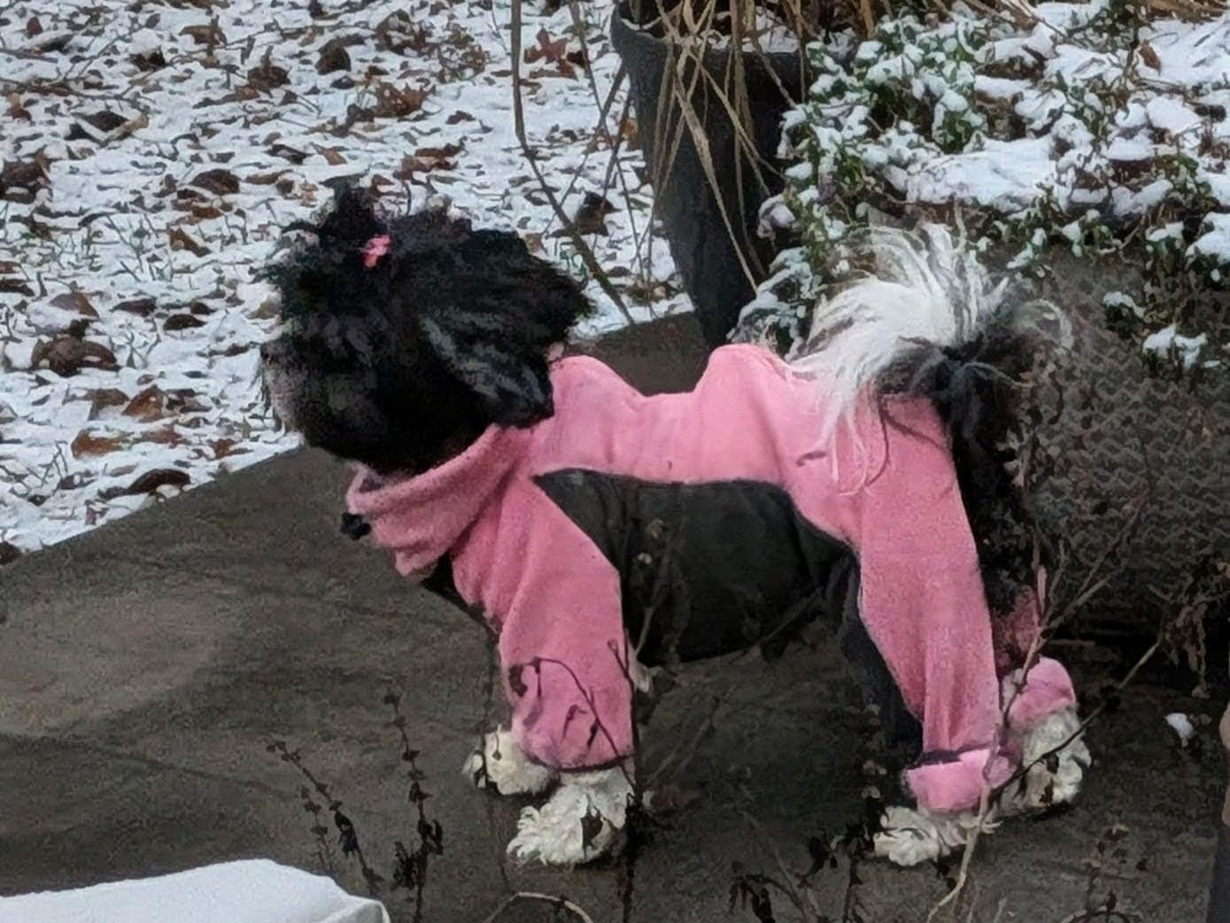 Fleece Dog Coat for Small Medium Dog, Pullover Pajamas Jumpsuit Bodysuit Puppy Coats with Legs, Pet Windproof Warm Cold Weather Jacket Full Body Vest Cozy Snowsuit Outfit Clothes customer photo 2