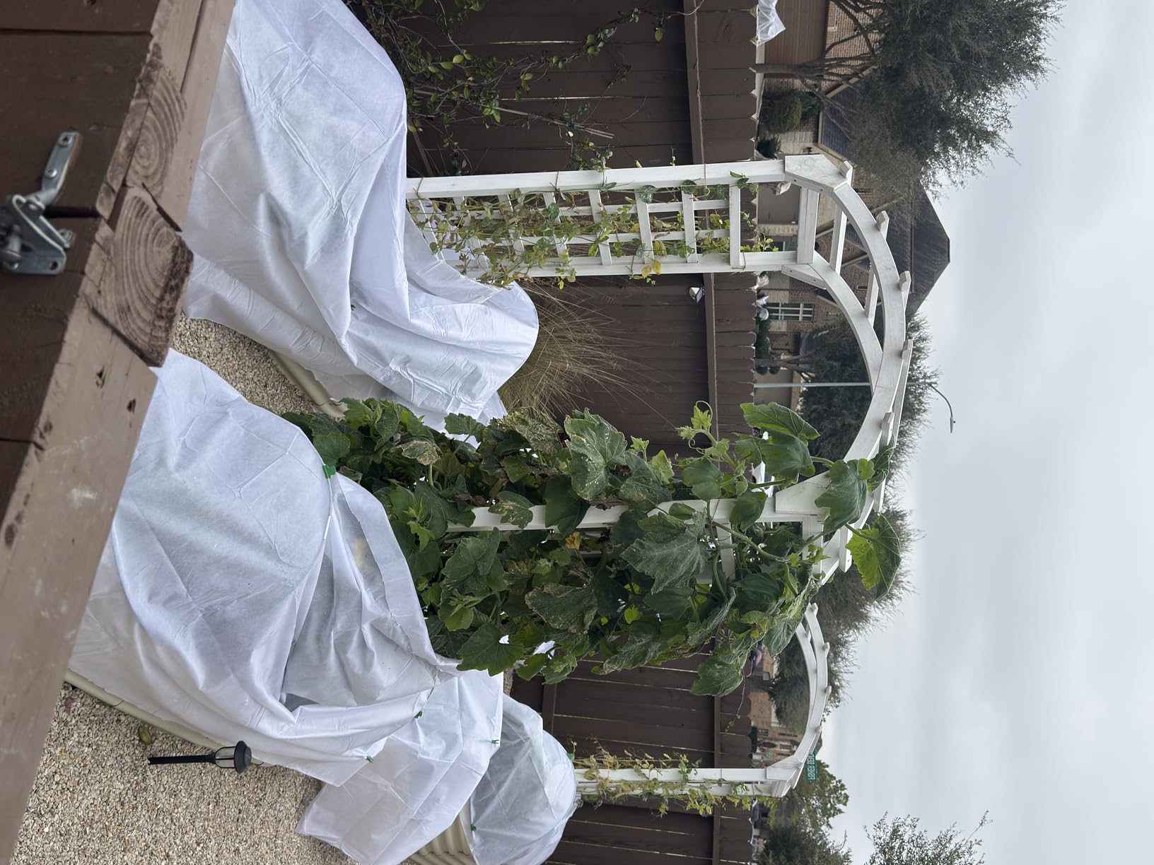 Plant Covers Freeze Protection 10x50ft Floating Row Cover 1.5oz/yd² Plant Covers for Winter Garden Fabric for Cold Sun Protection customer photo 1
