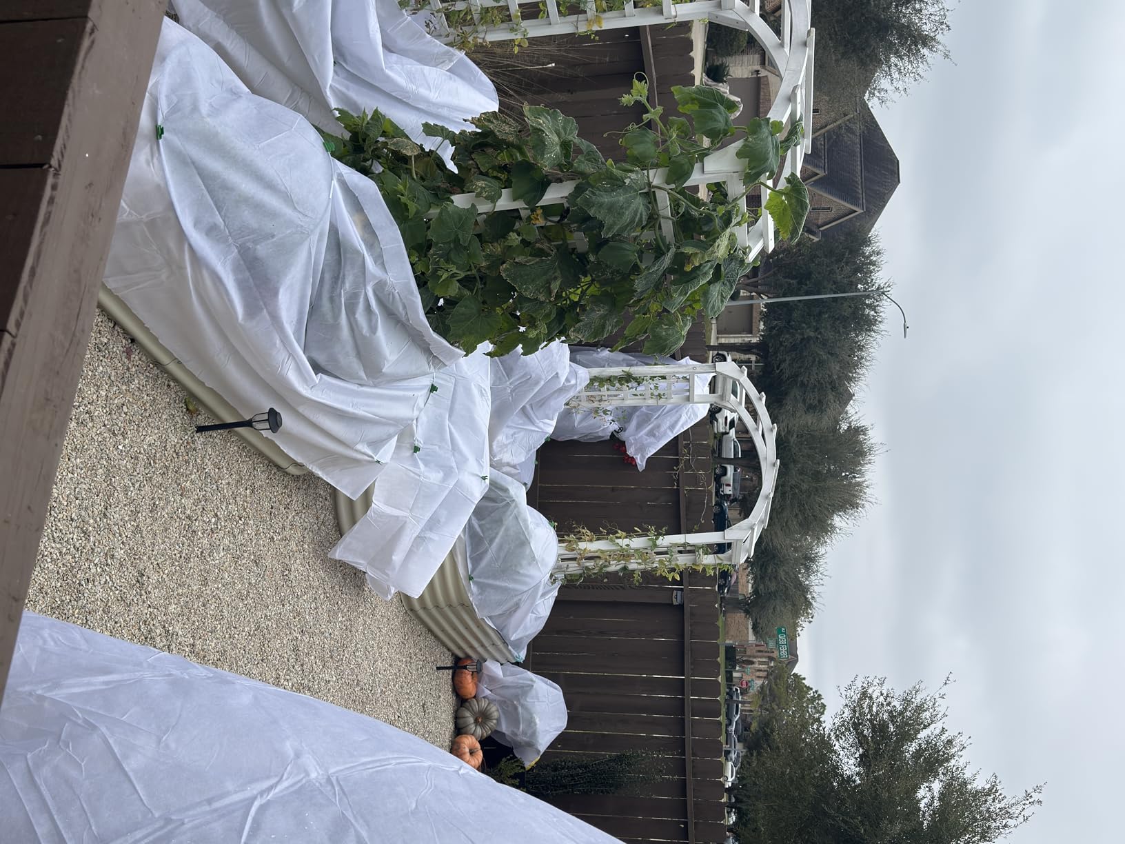 Plant Covers Freeze Protection 10x50ft Floating Row Cover 1.5oz/yd² Plant Covers for Winter Garden Fabric for Cold Sun Protection customer photo 2