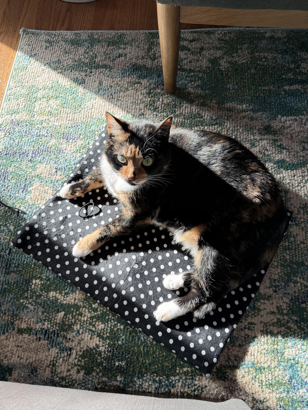 USB Heating Warmer Pad Bed for Cat, Small Dog and Pet, Safe 5V2A Power-Bank Battery Operated, 3-Temperature Settings, Washable, for Indoor and Outdoor Use. 15