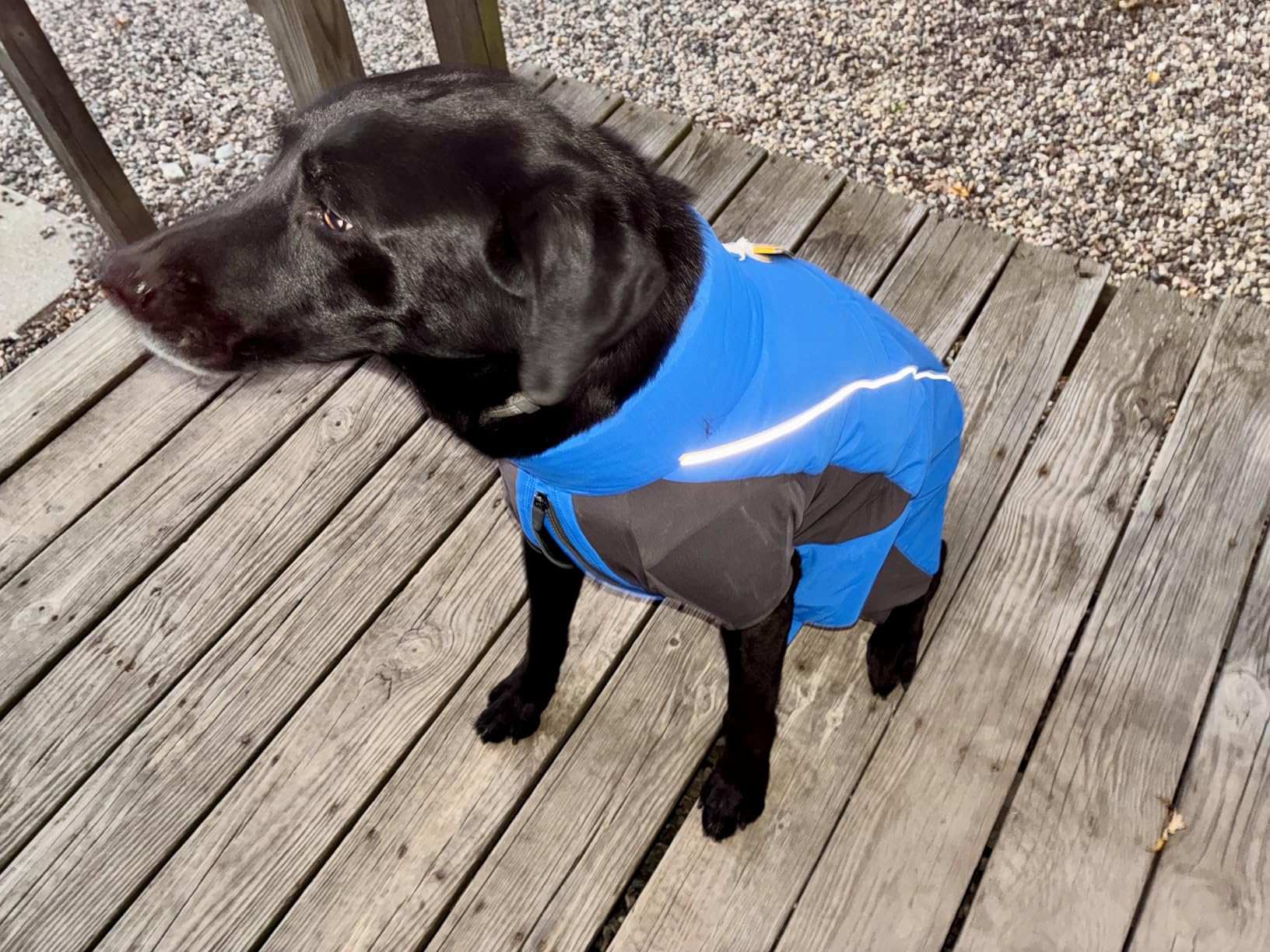 Ruffwear, Vert Coverall Dog Winter Coat, Full Coverage, Waterproof Insulated Snow Suit for Dogs, Adjustable Fit customer photo 2