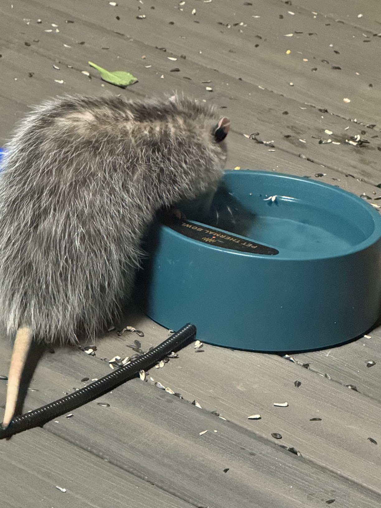 Heated Water Bowl for Cats Rabbits, Hanging Dog Heating Dish for Cage Kennel Anti-Freeze, No Spill Heated Bowl for Rabbits Chickens Birds Small Animals, Indoor/Outdoor Use, 1L customer photo 1
