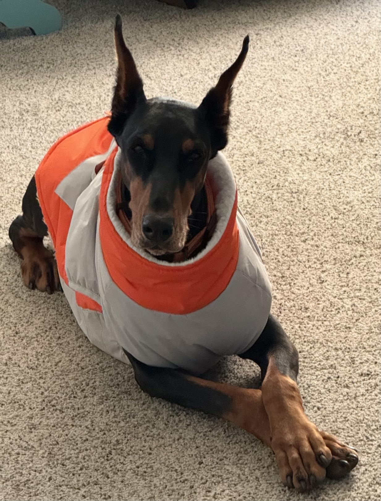 IECOii Dog Winter Coat with Harness Built in, Waterproof Windproof Dog Coats for Large Dogs, Thermal Fleece Cold Weather Jackets with Zip, Outdoor Warm Snow Jacket Reflective customer photo 1