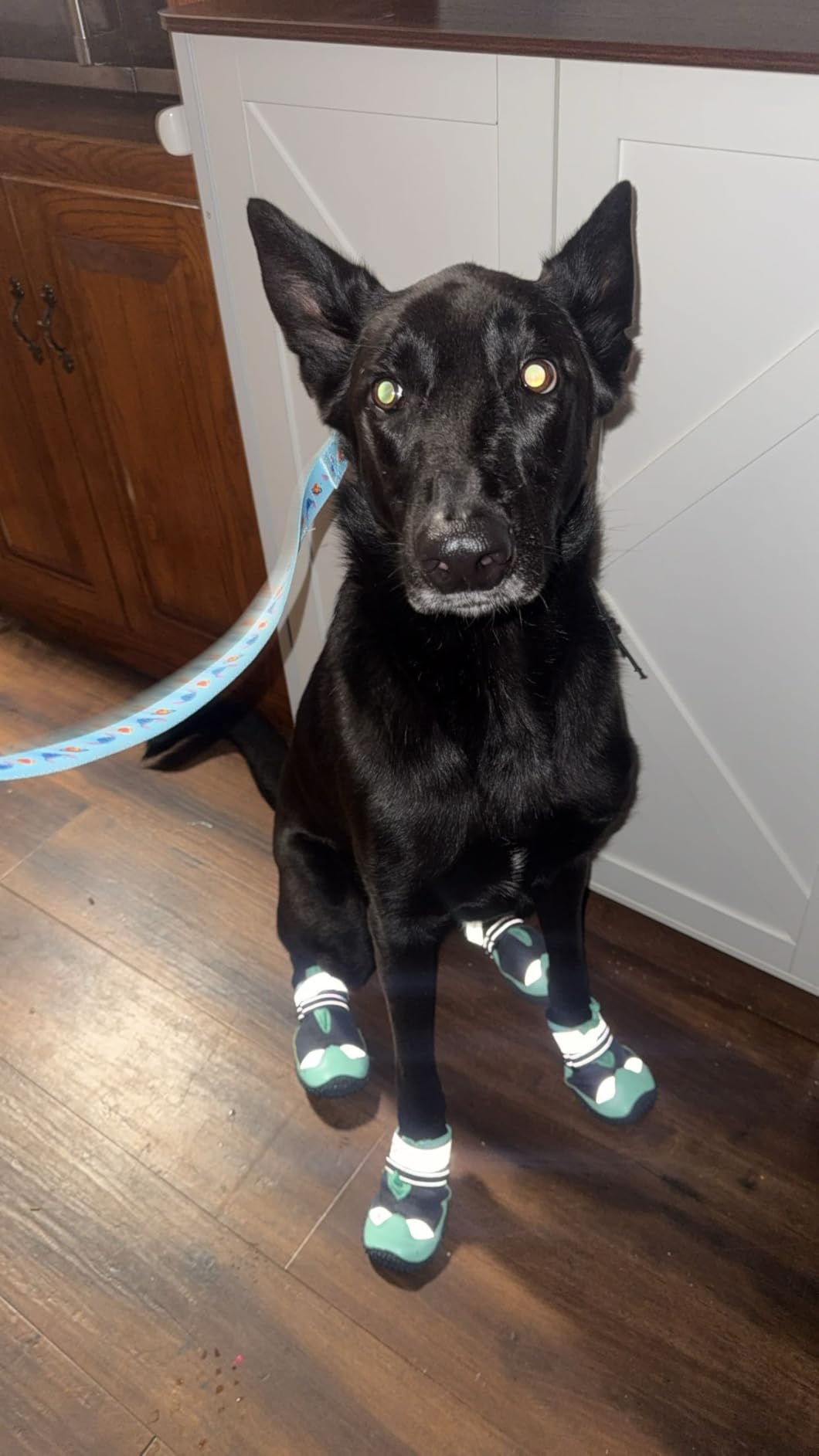 SlowTon Dog Shoes for Large Small Medium Dogs - Breathable Dog Boots for Summer Hot Pavement, Paw Protector for Outdoor Walking Winter Snow, Anti-Slip Rubber Dog Booties for Hardwood Floor (GR, 8) customer photo 1