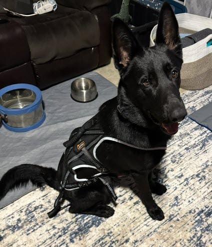Dog Pulling Harness Set with Waist Belt & Shock-Absorbing Leash, Adjustable Sled Harness for Running, Hiking & Biking, Medium Large Dogs (M) customer photo 2
