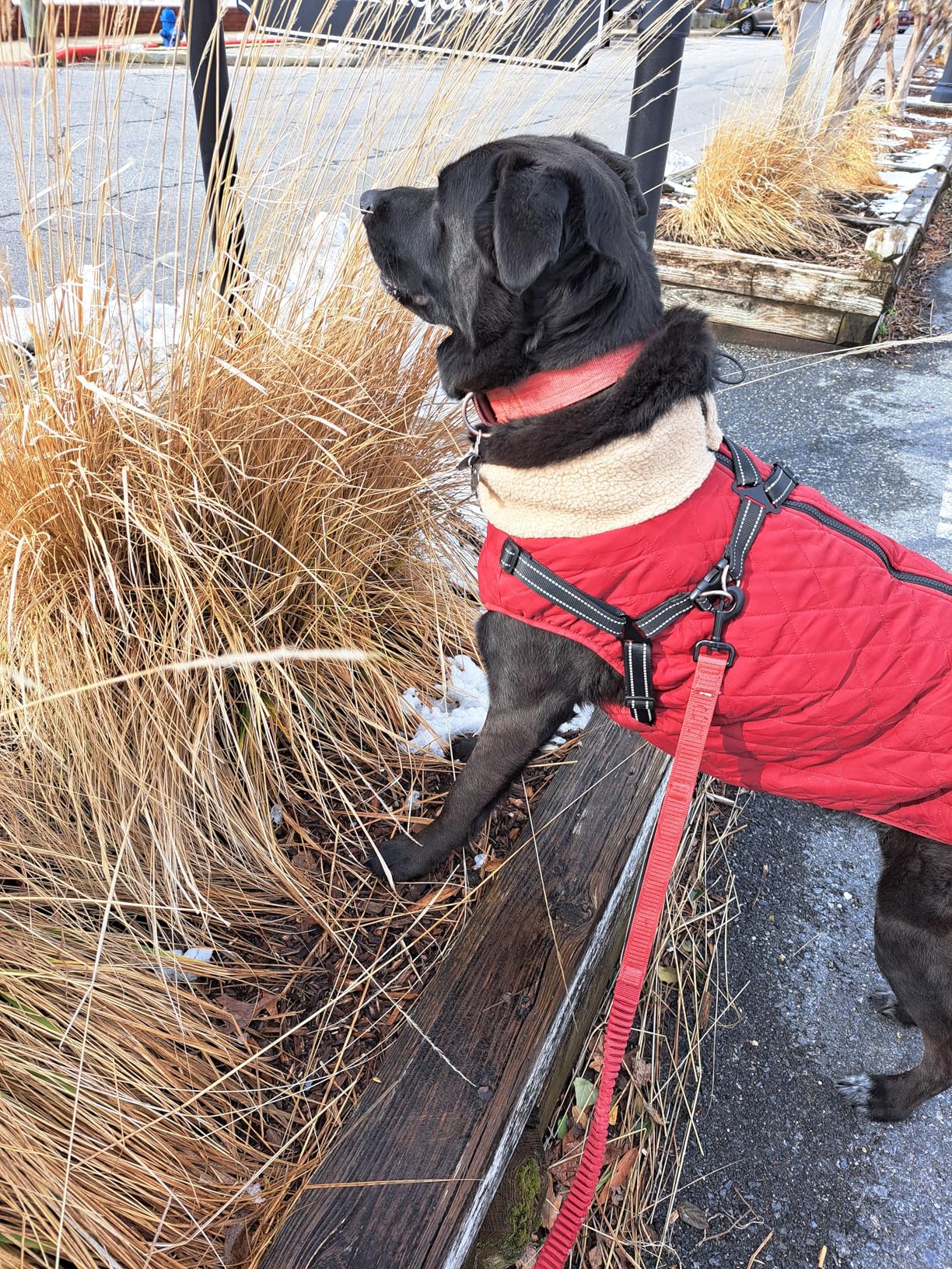 Queenmore Dog Coats for Large Dogs, Dog Jacket, Warm Fleece Winter Dog Coat with Harness Built in, Back Zipper Pet Jacket for Large Breeds, Thick Fleece Lining Pet Snowsuit, Burgundy 2XL customer photo 1