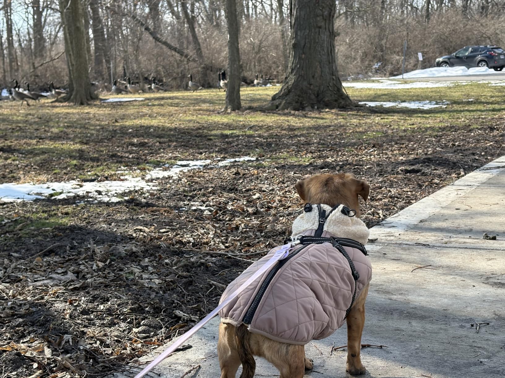 Queenmore Dog Coats for Large Dogs, Dog Jacket, Warm Fleece Winter Dog Coat with Harness Built in, Back Zipper Pet Jacket for Large Breeds, Thick Fleece Lining Pet Snowsuit, Burgundy 2XL customer photo 2