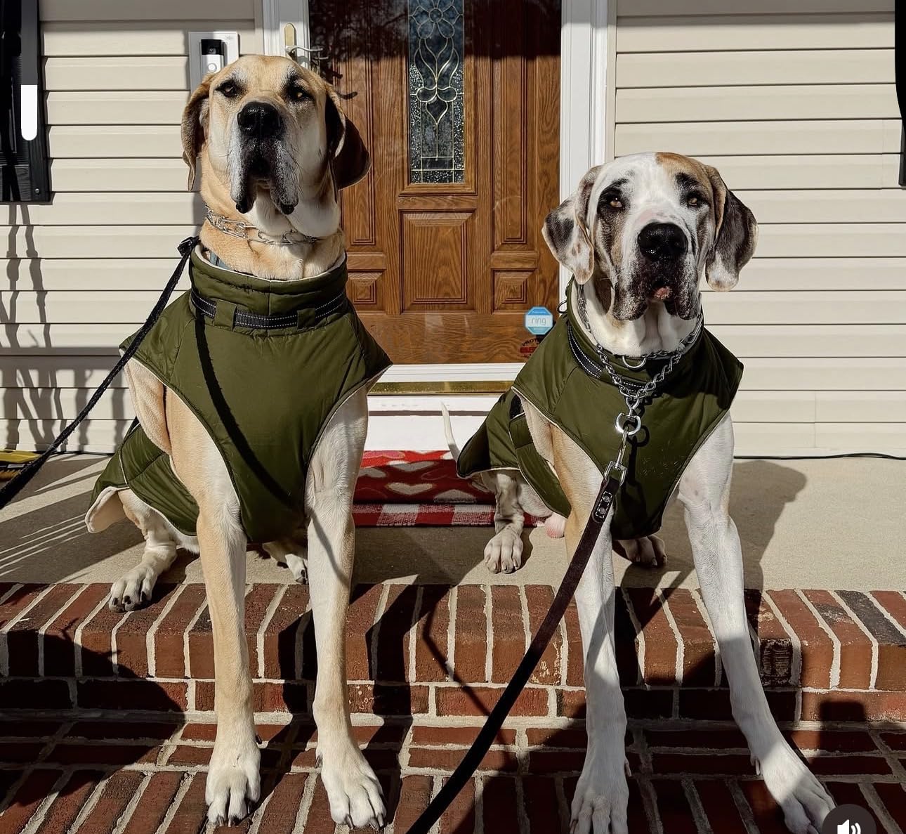 Dog Jackets for Large Dogs, Waterproof Winter Coat with Harness Built-in, Reflective Adjustable Hook&Loop Snowsuit, Warm Cold Weather Coats for Big Dogs Great Dane Doberman customer photo 1